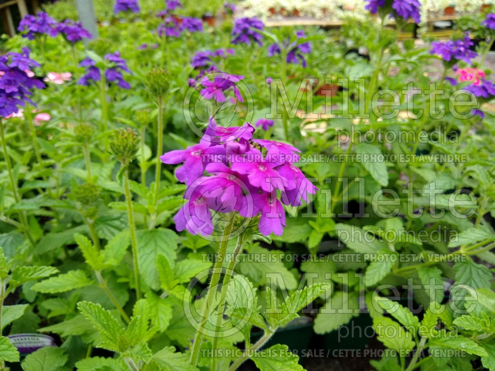 Verbena Endurascape Dark Purple (vervain) 4