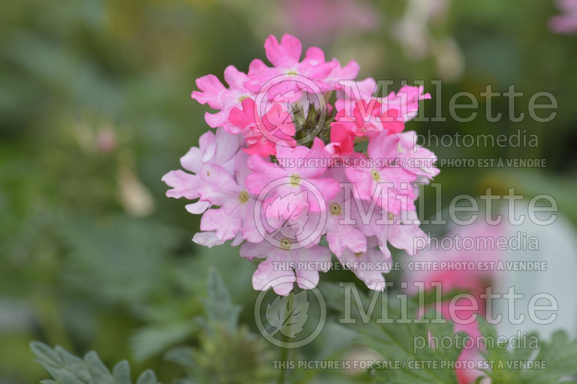 Verbena Lanai Bright Pink (vervain) 1