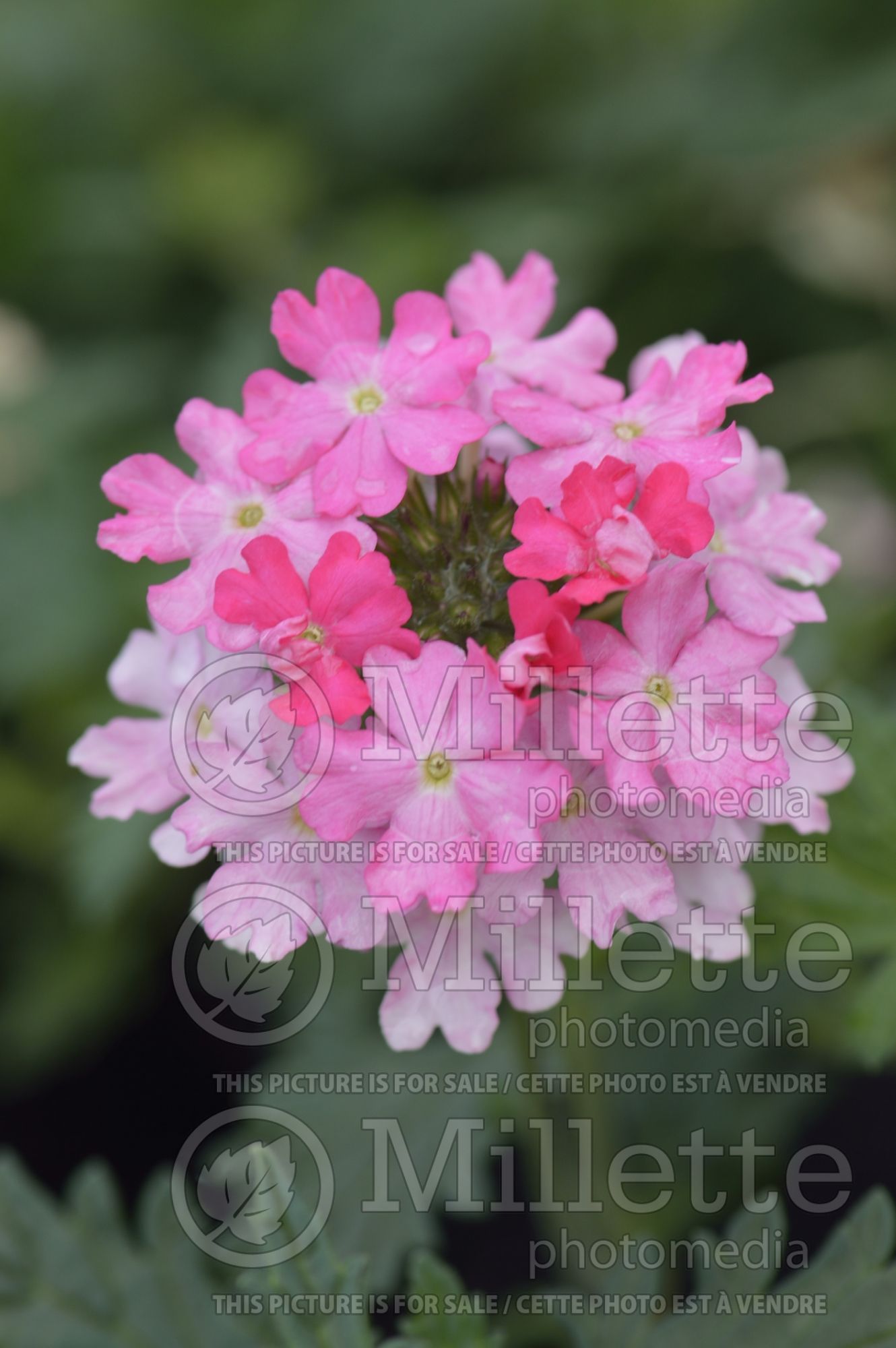 Verbena Lanai Bright Pink (vervain) 2