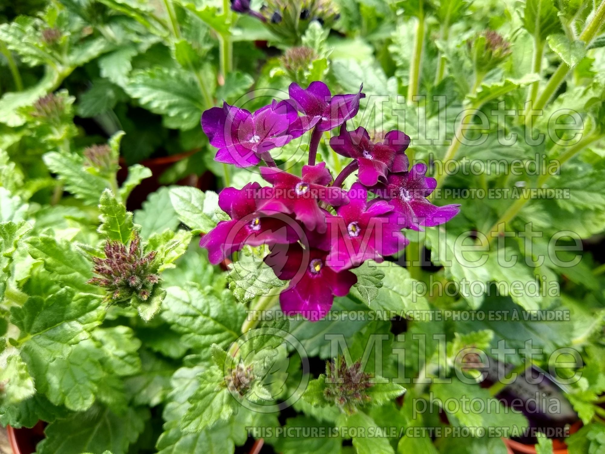 Verbena Showboat Midnight (vervain) 1