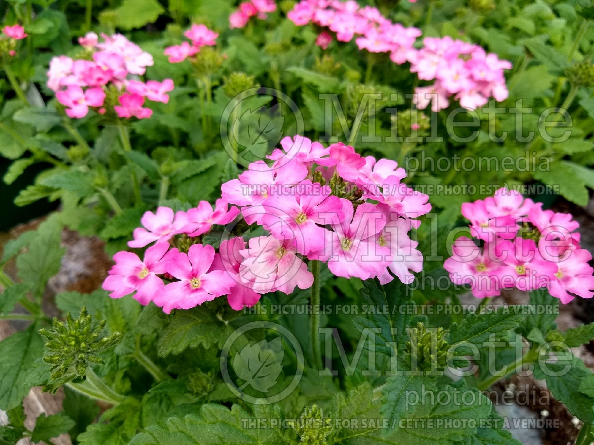 Verbena Showboat Pink (vervain) 1