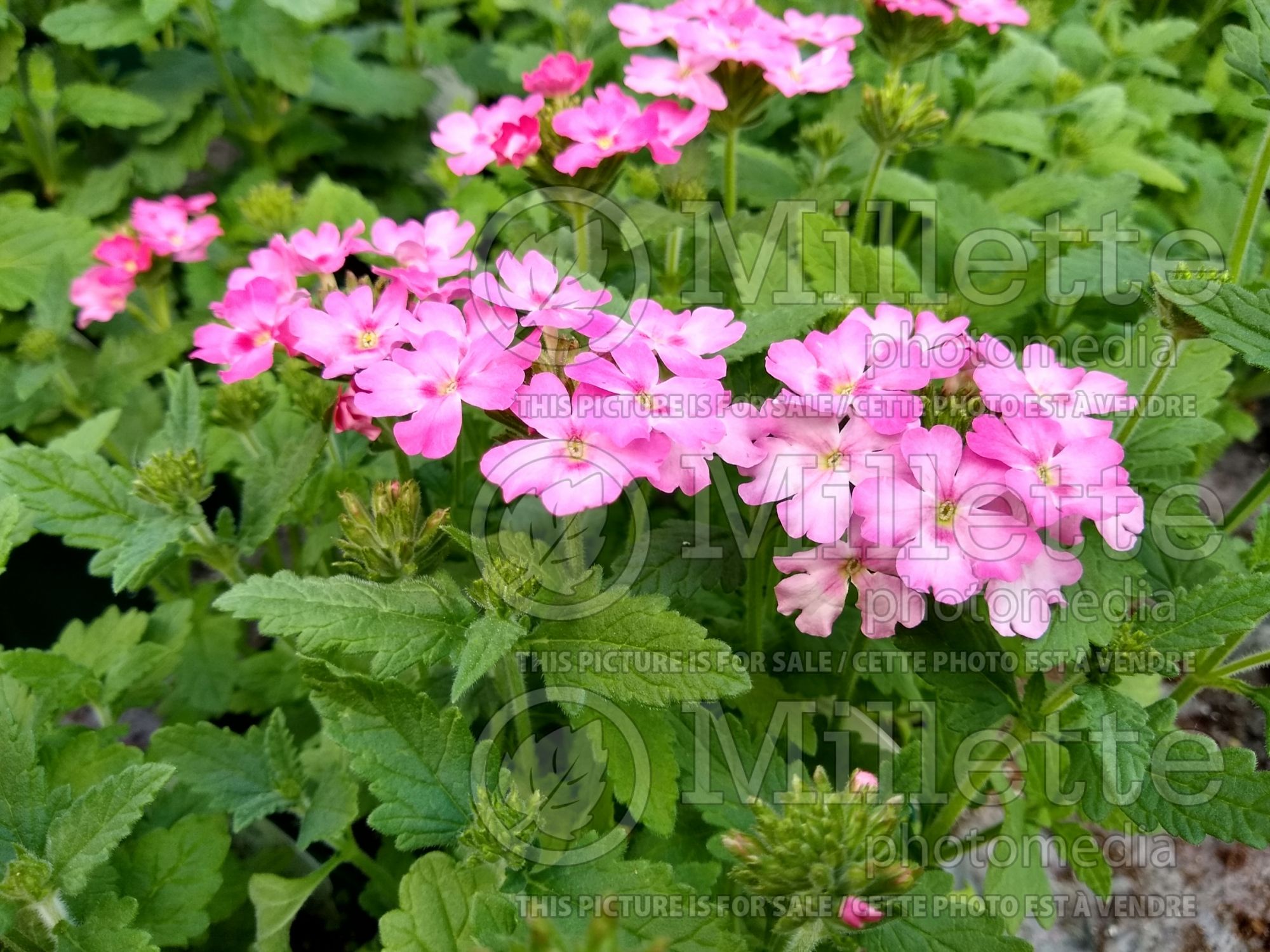 Verbena Showboat Pink (vervain) 2
