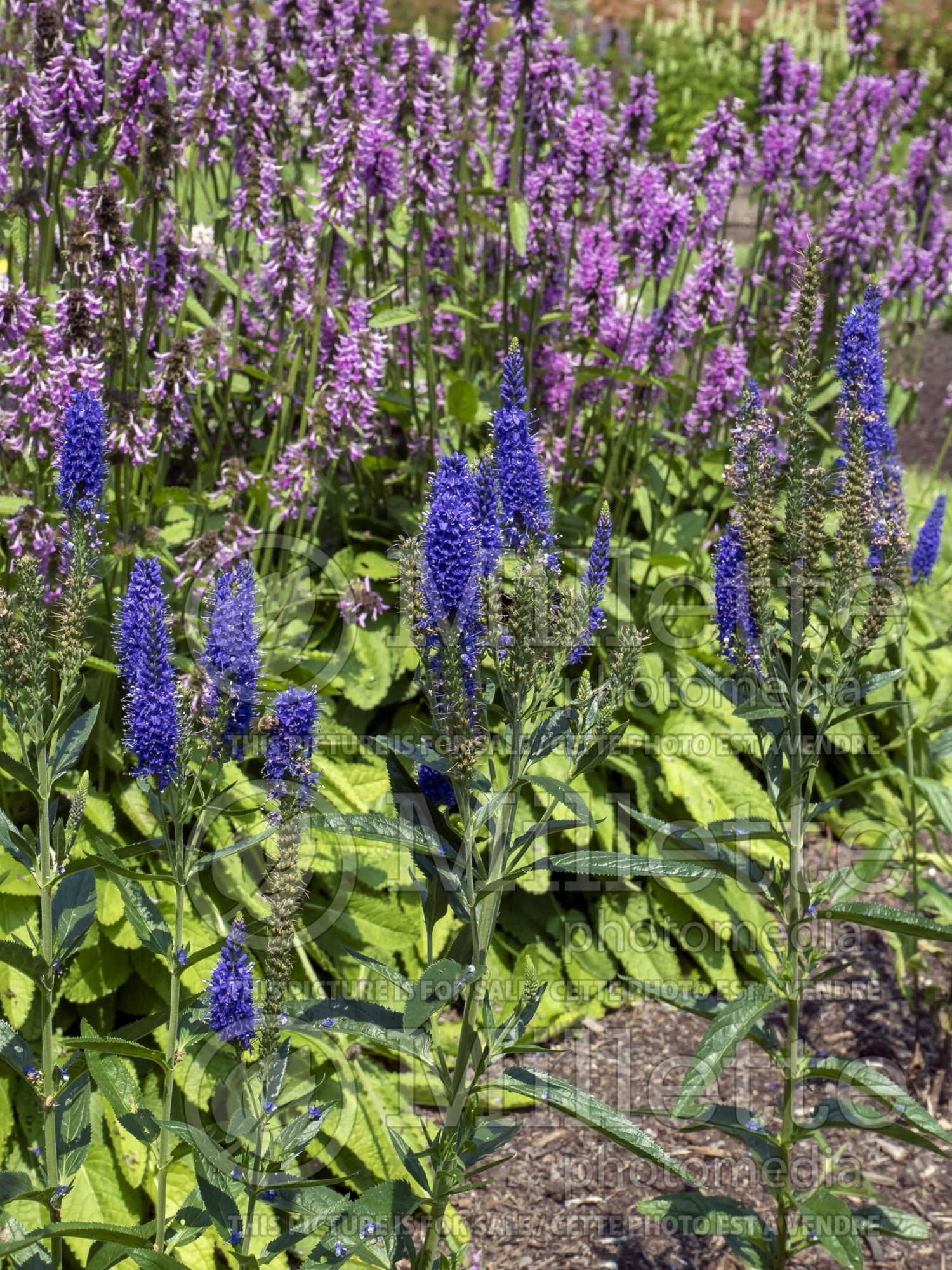 Veronica Marietta (Speedwell) 1