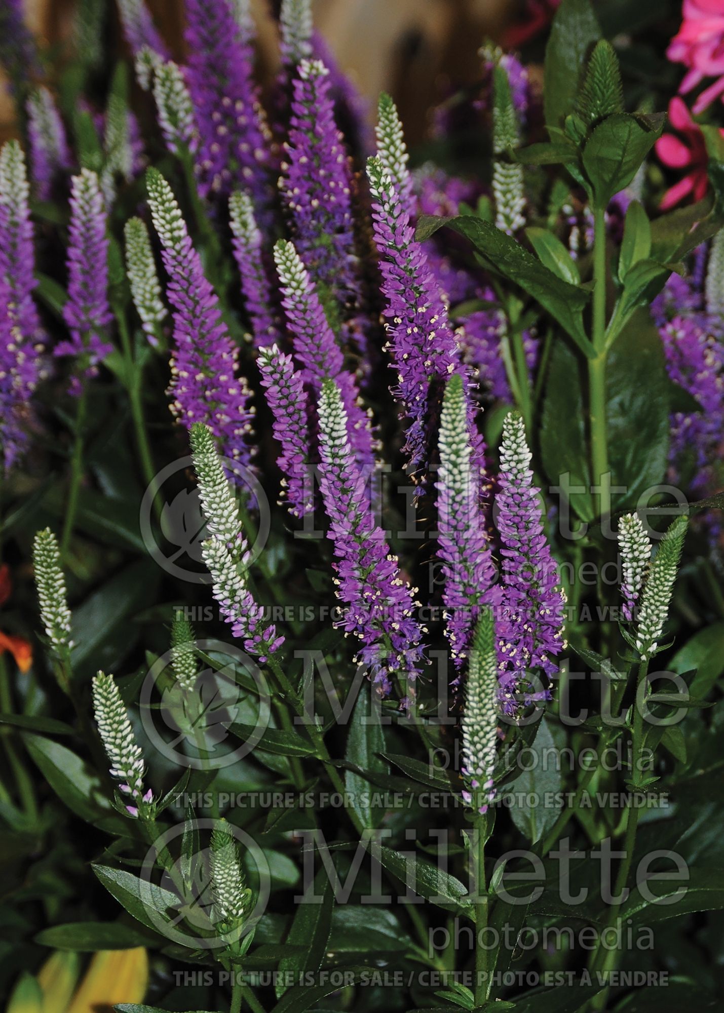 Veronica Very Van Gogh (Spike Speedwell) 3