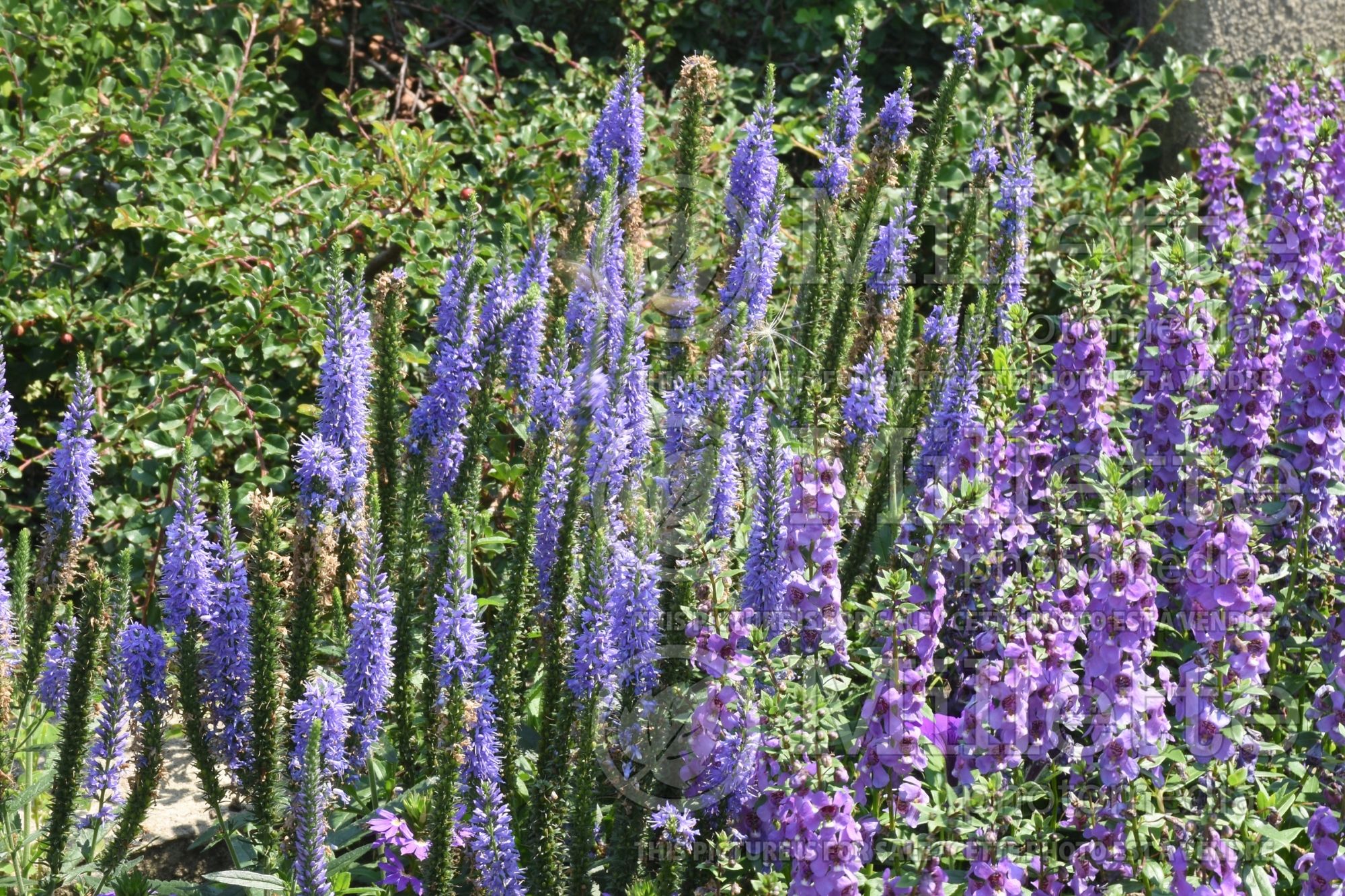 Veronica Moody Blues Sky Blue (Speedwell) 1