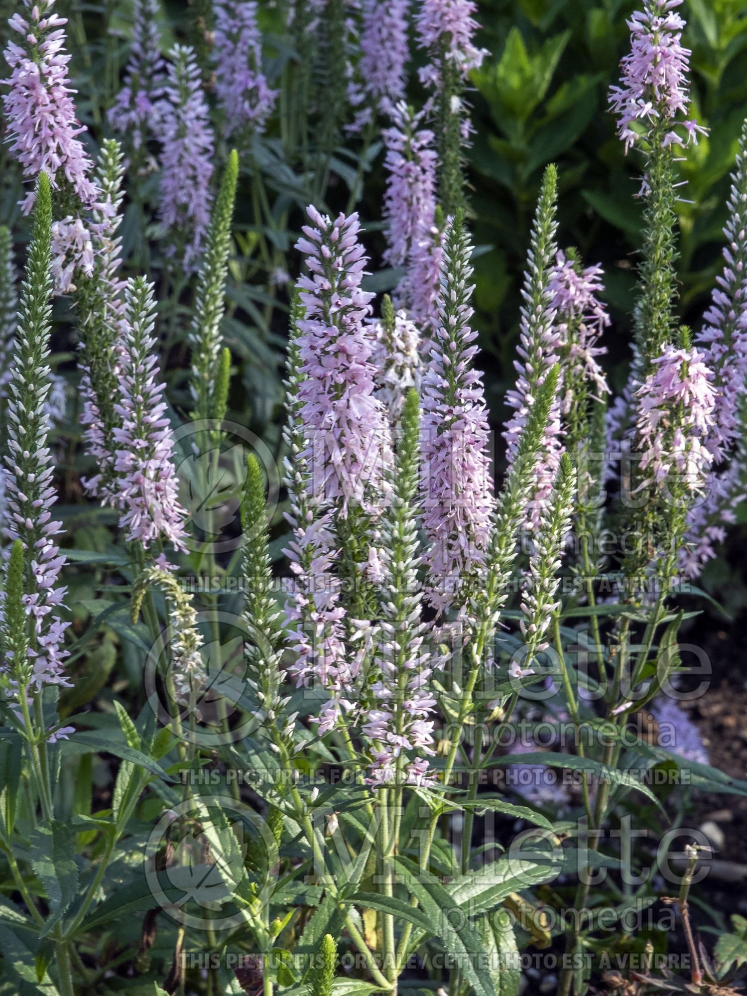 Veronica Dark Blue Moody Blues aka Novaverblu (Spike Speedwell) 2