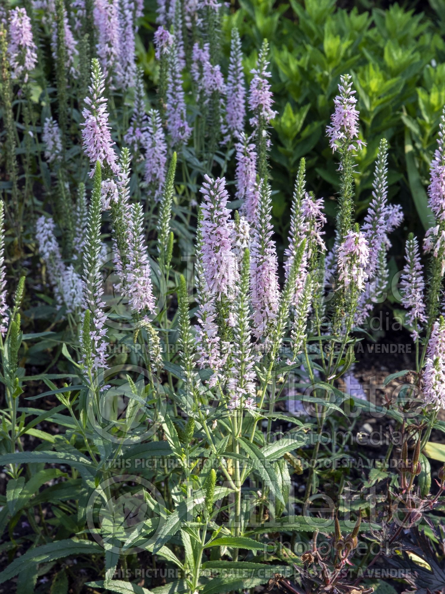 Veronica Dark Blue Moody Blues aka Novaverblu (Spike Speedwell) 3