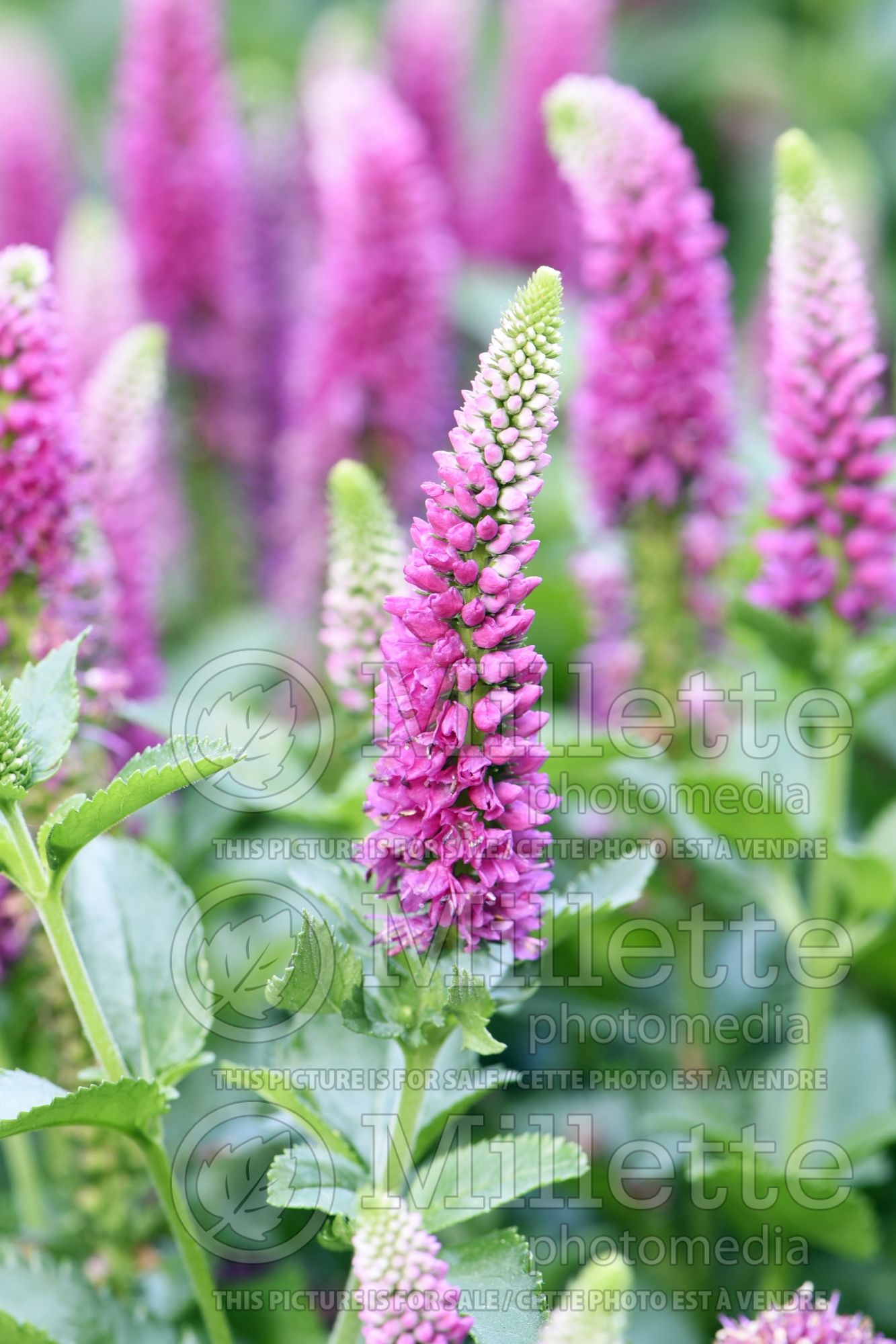 Veronica Ronica Fuchsia (Speedwell) 1