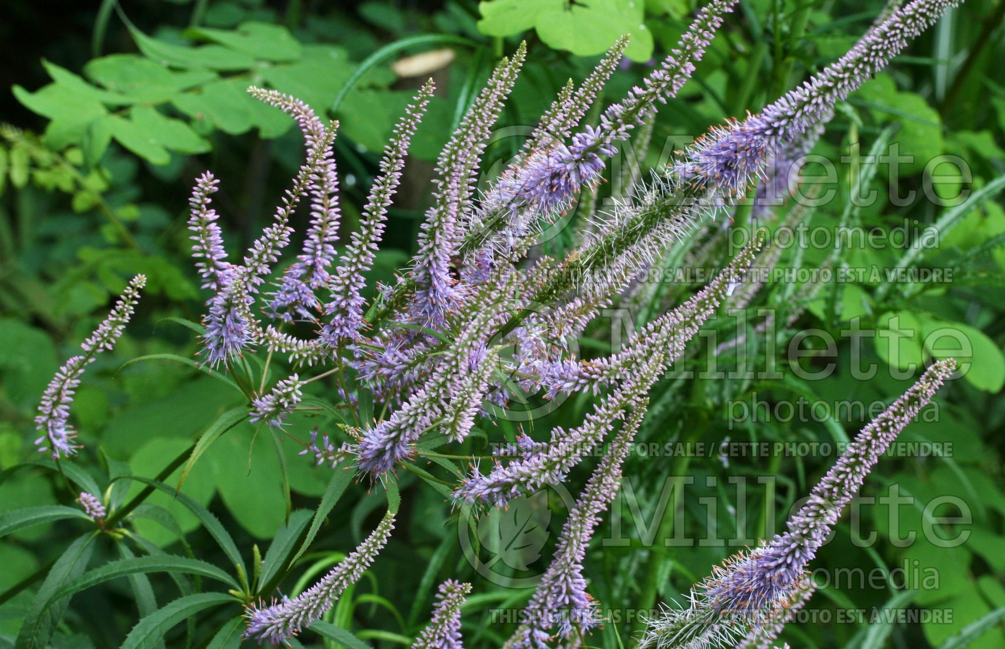 Veronicastrum Fascination (Culver's Root) 7