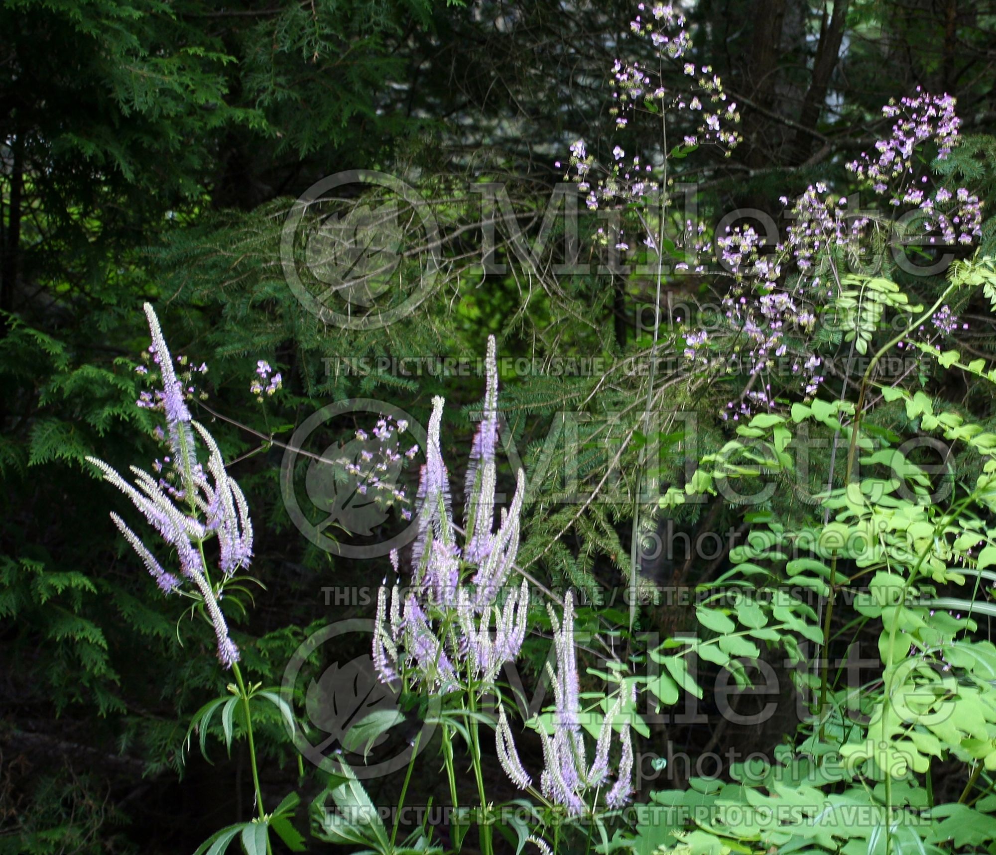 Veronicastrum Fascination (Culver's Root) 8