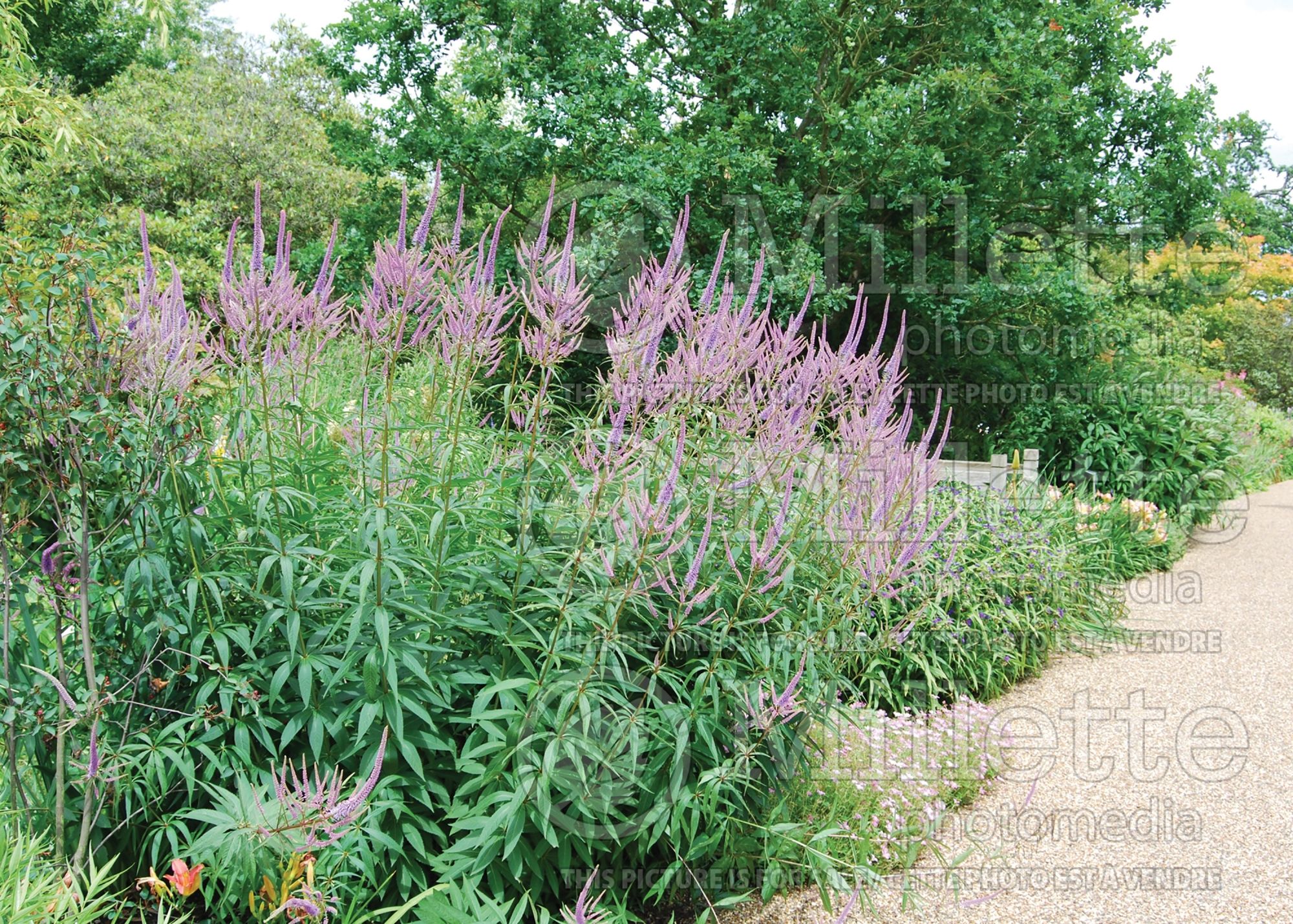 Veronicastrum Fascination (Culver's Root) 5