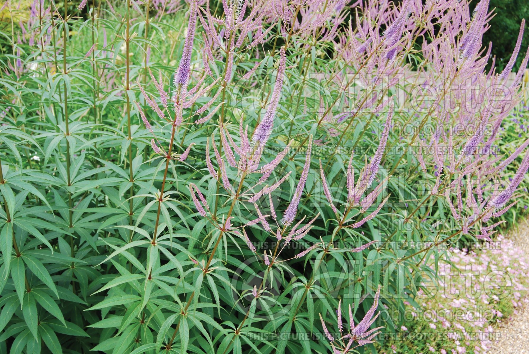 Veronicastrum Fascination (Culver's Root) 6