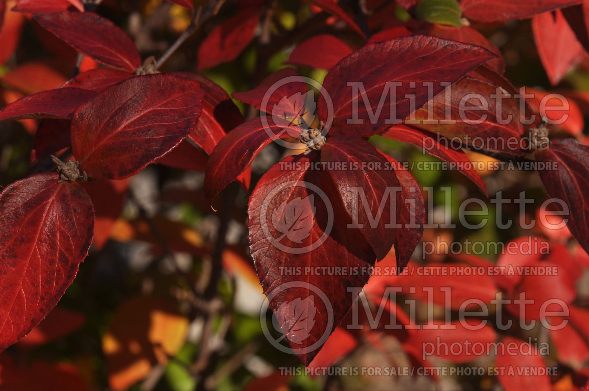 Viburnum Mohawk (Burkwood Viburnum) 2