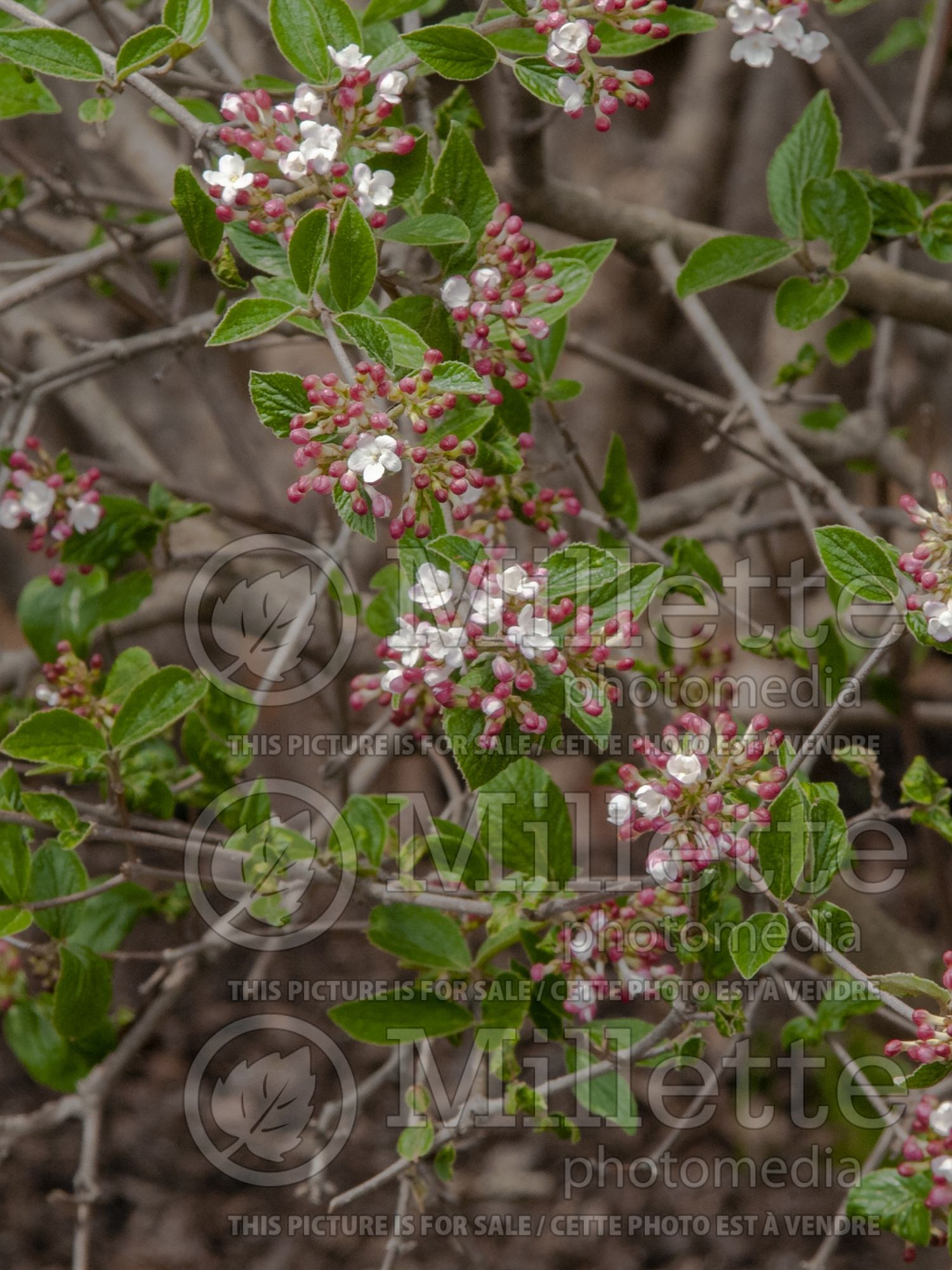 Viburnum Mohawk (Burkwood Viburnum) 1