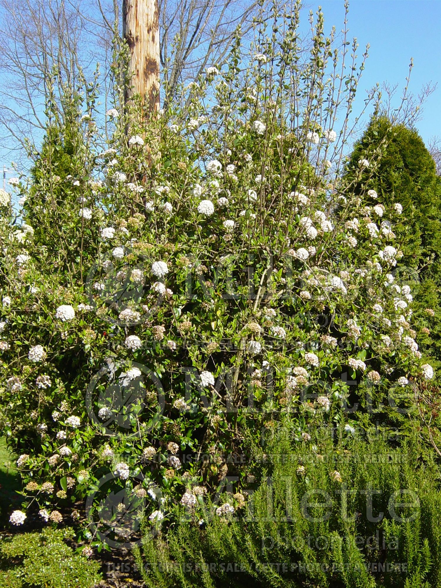 Viburnum carlesii (Korean spice viburnum) 3