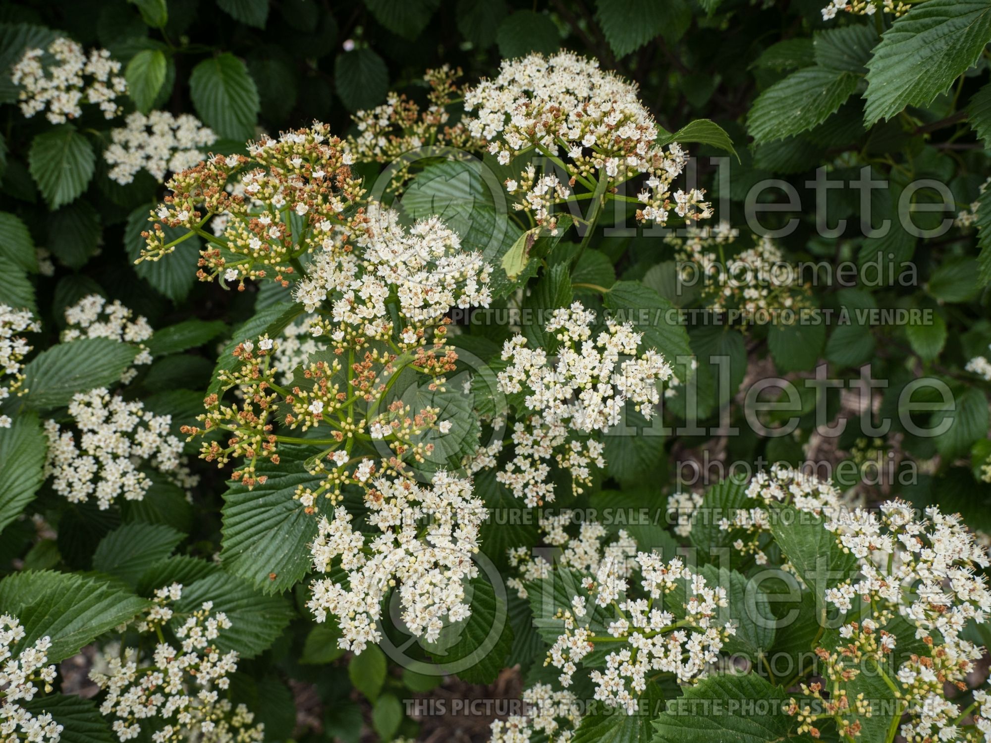 Viburnum Autumn Jazz aka Ralph Senior (Viburnum) 9