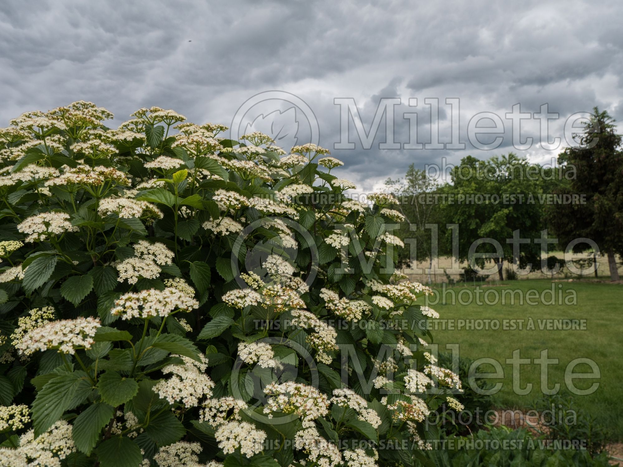 Viburnum Autumn Jazz aka Ralph Senior (Viburnum) 8