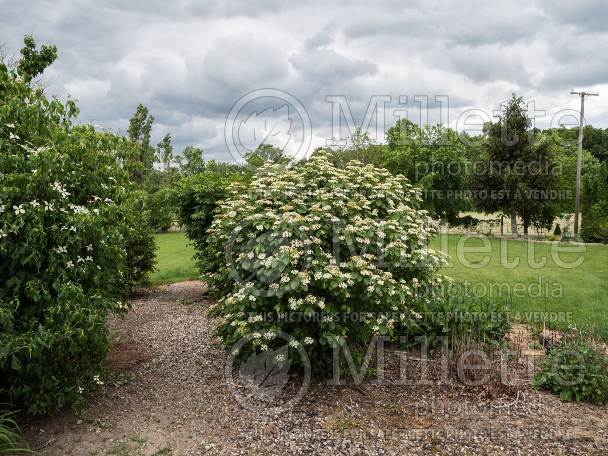 Viburnum Autumn Jazz aka Ralph Senior (Viburnum) 6