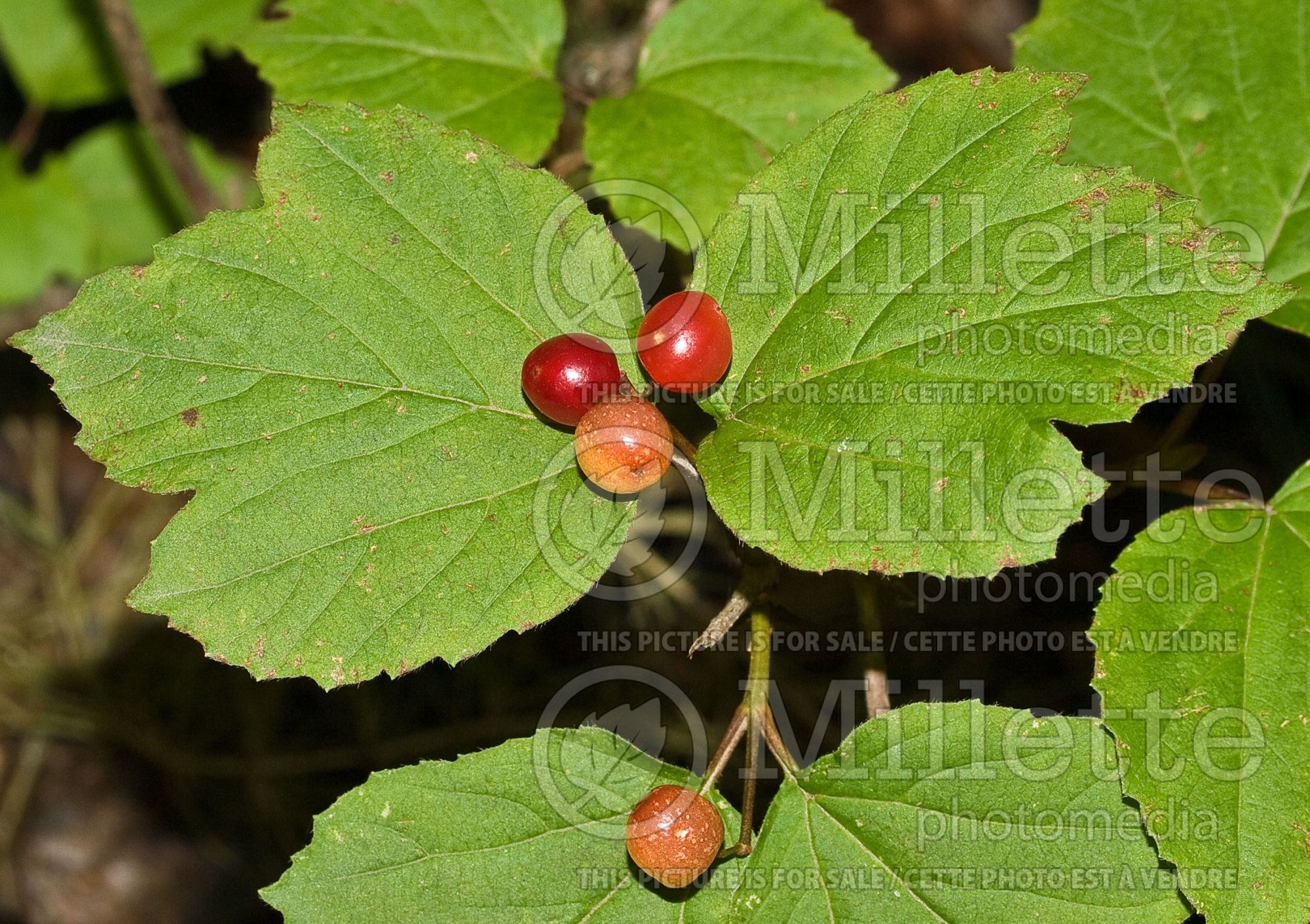 Viburnum edule (Cranberry, Moosewood Viburnum, Squashberry) 2