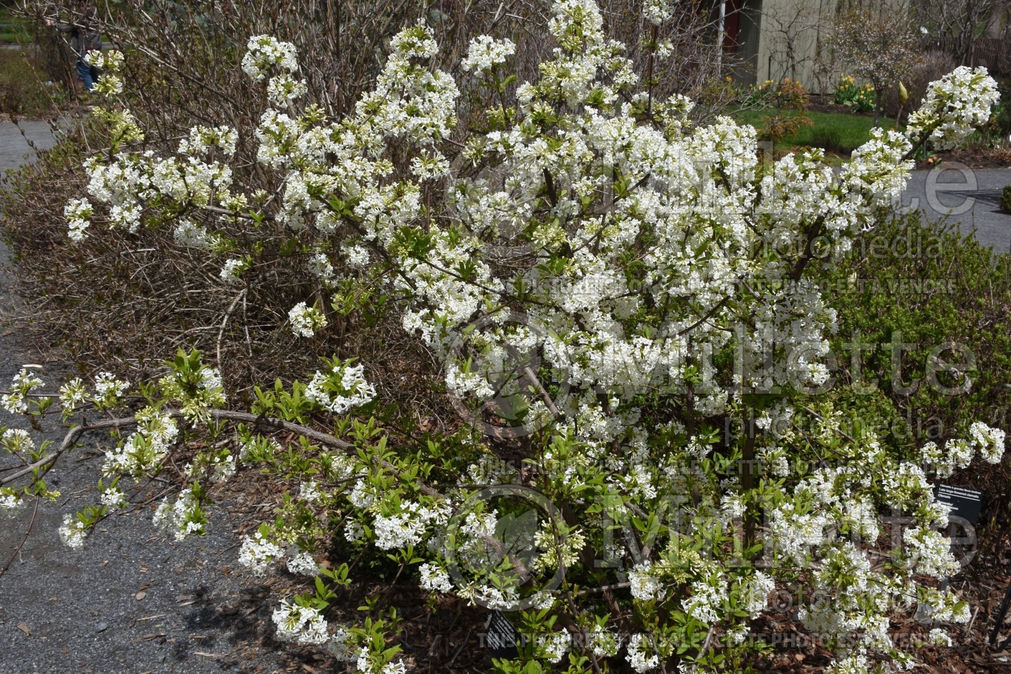Viburnum Candidissimum aka Album (viburnum) 1