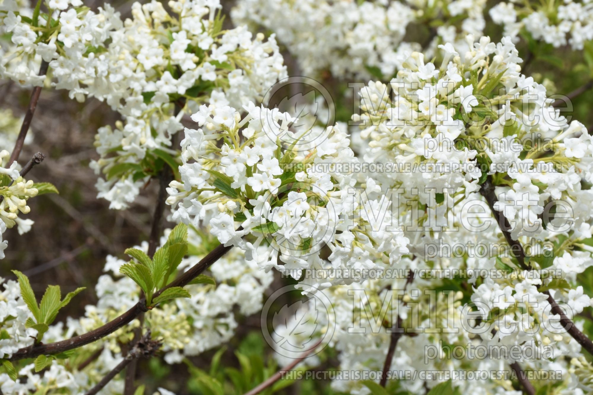 Viburnum Candidissimum aka Album (viburnum) 2
