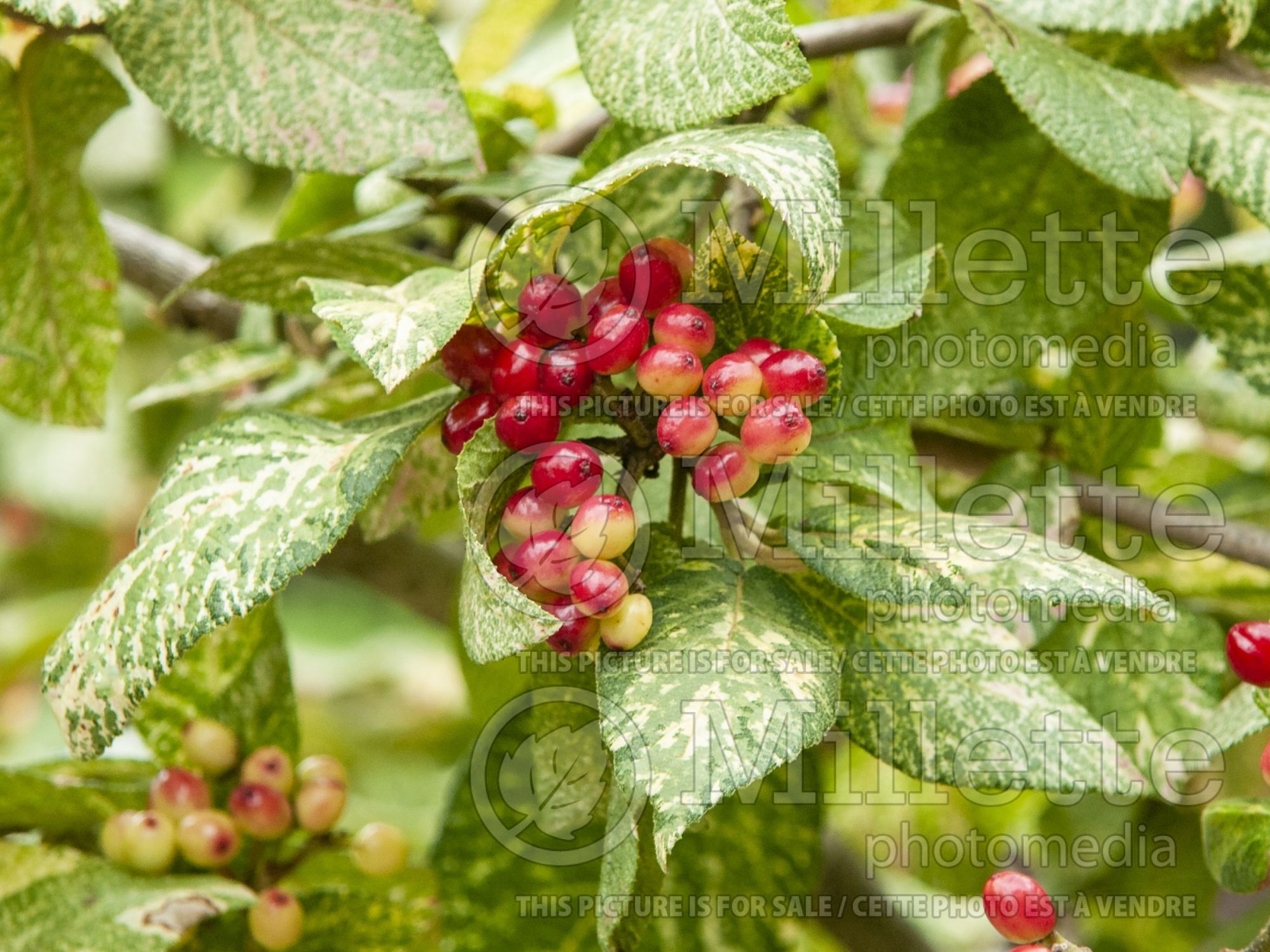 Viburnum Variegatum (Variegated Wayfaring tree) 6