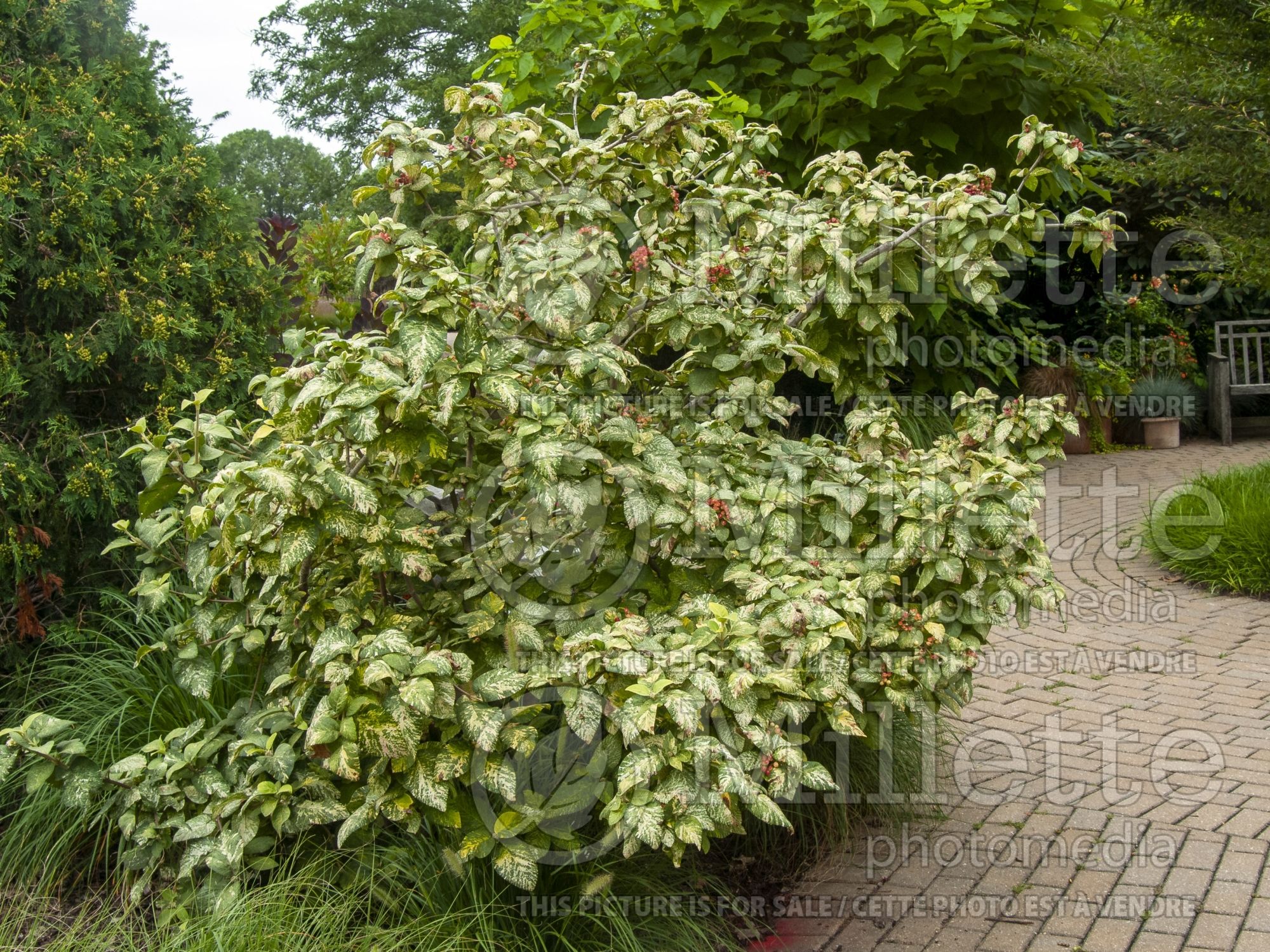 Viburnum Variegatum (Variegated Wayfaring tree) 1