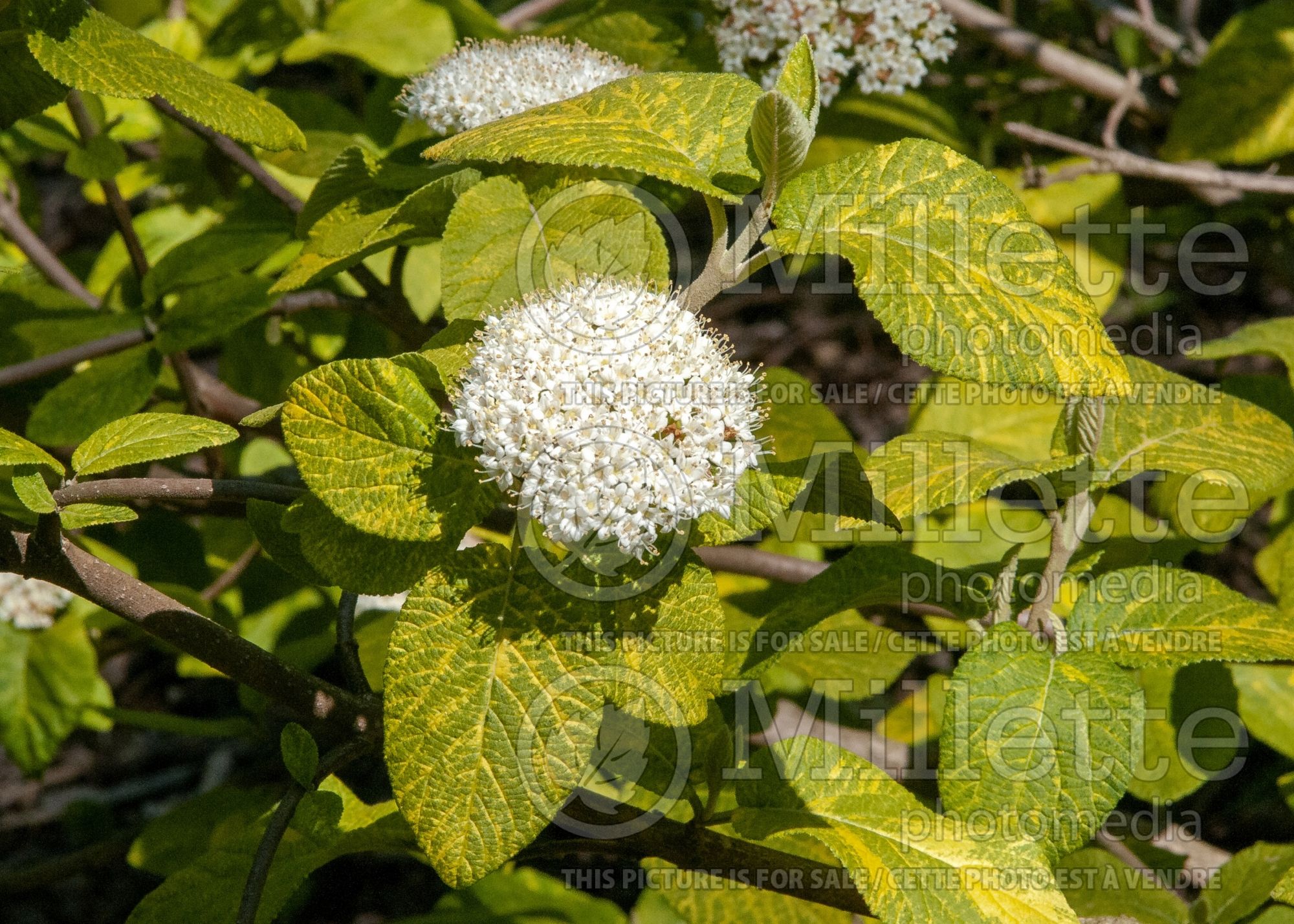 Viburnum Variegatum (Variegated Wayfaring tree) 4