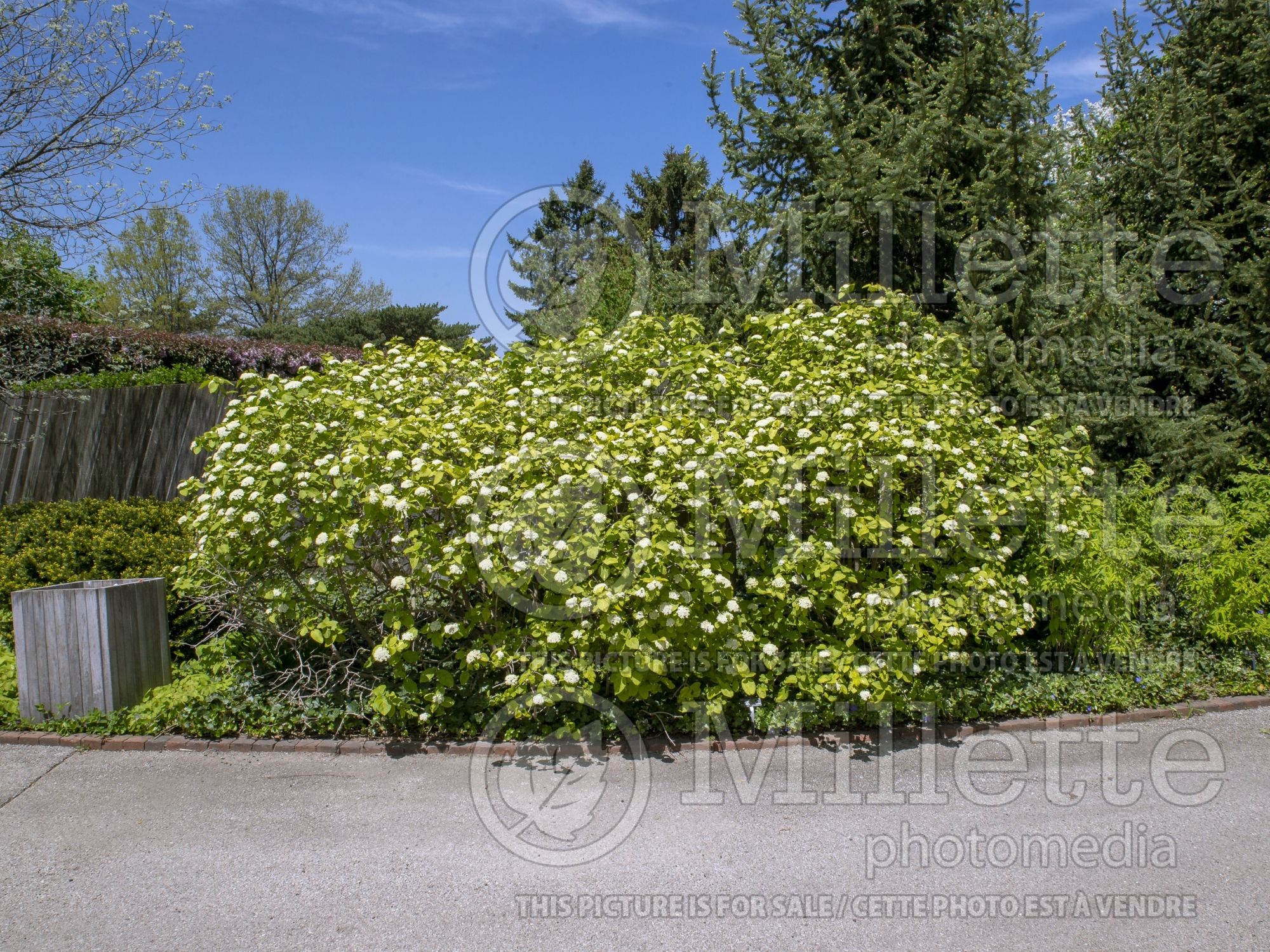 Viburnum Variegatum (Variegated Wayfaring tree) 2
