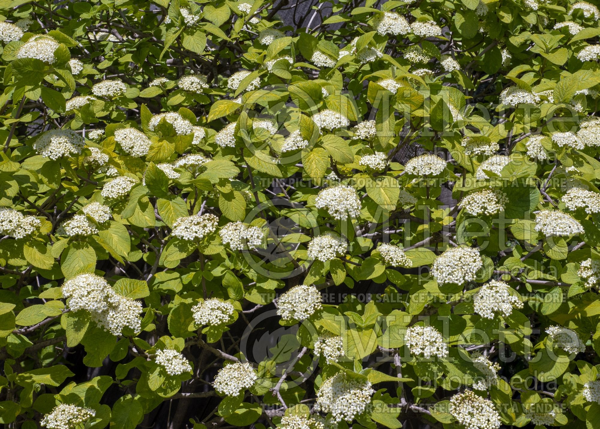 Viburnum Variegatum (Variegated Wayfaring tree) 3