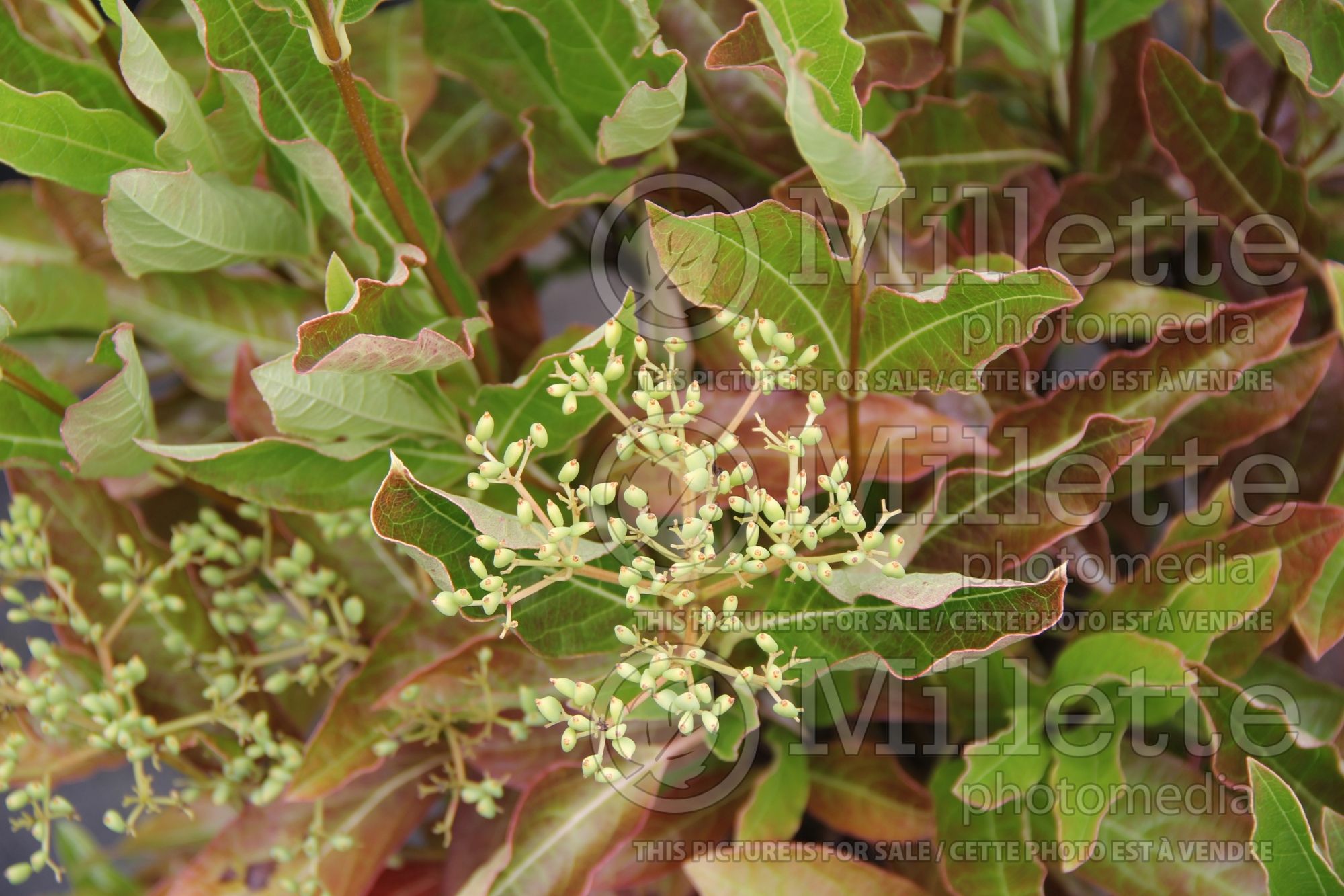 Viburnum Brandywine (Viburnum) 1