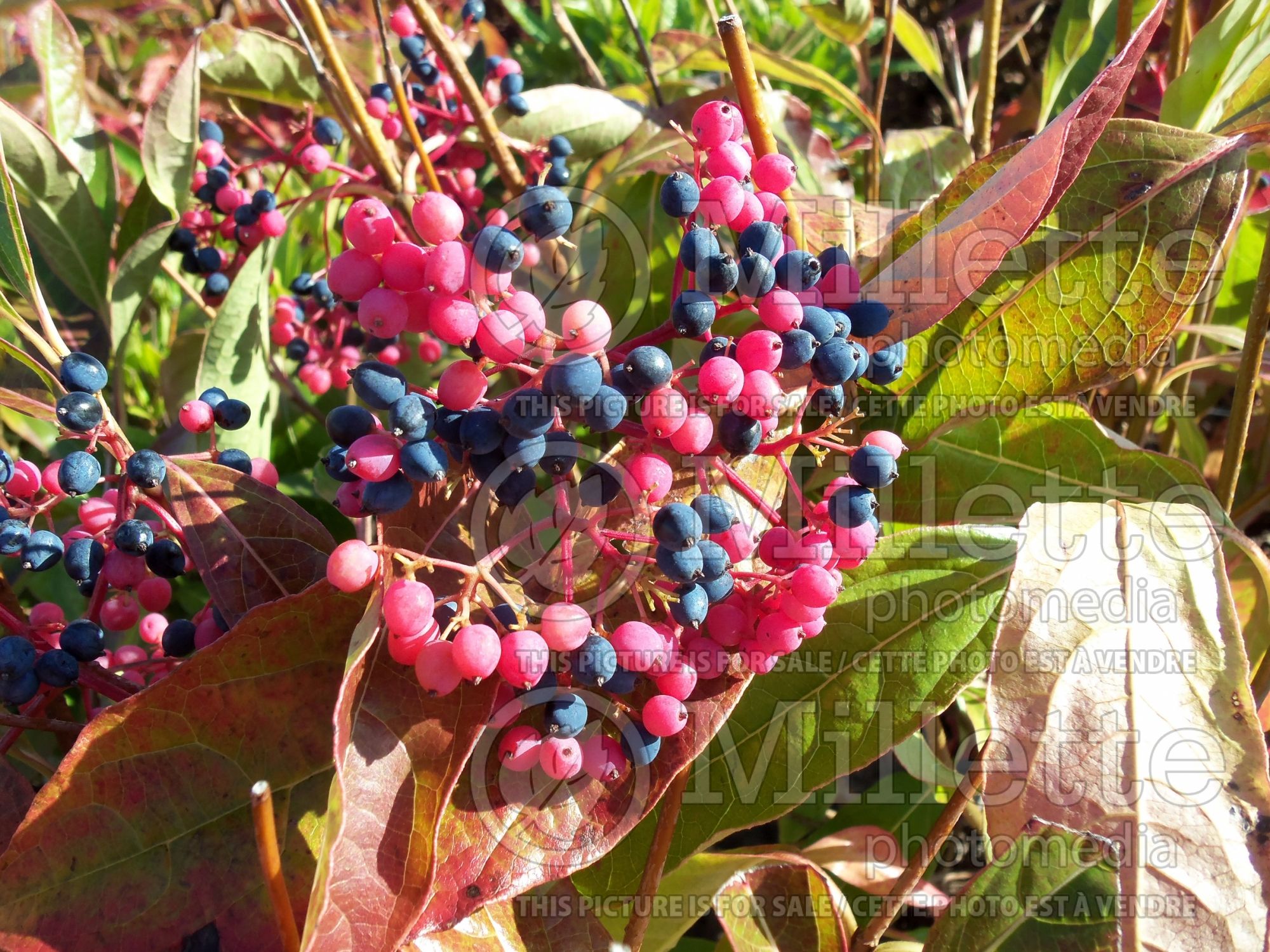 Viburnum Brandywine (Viburnum) 2