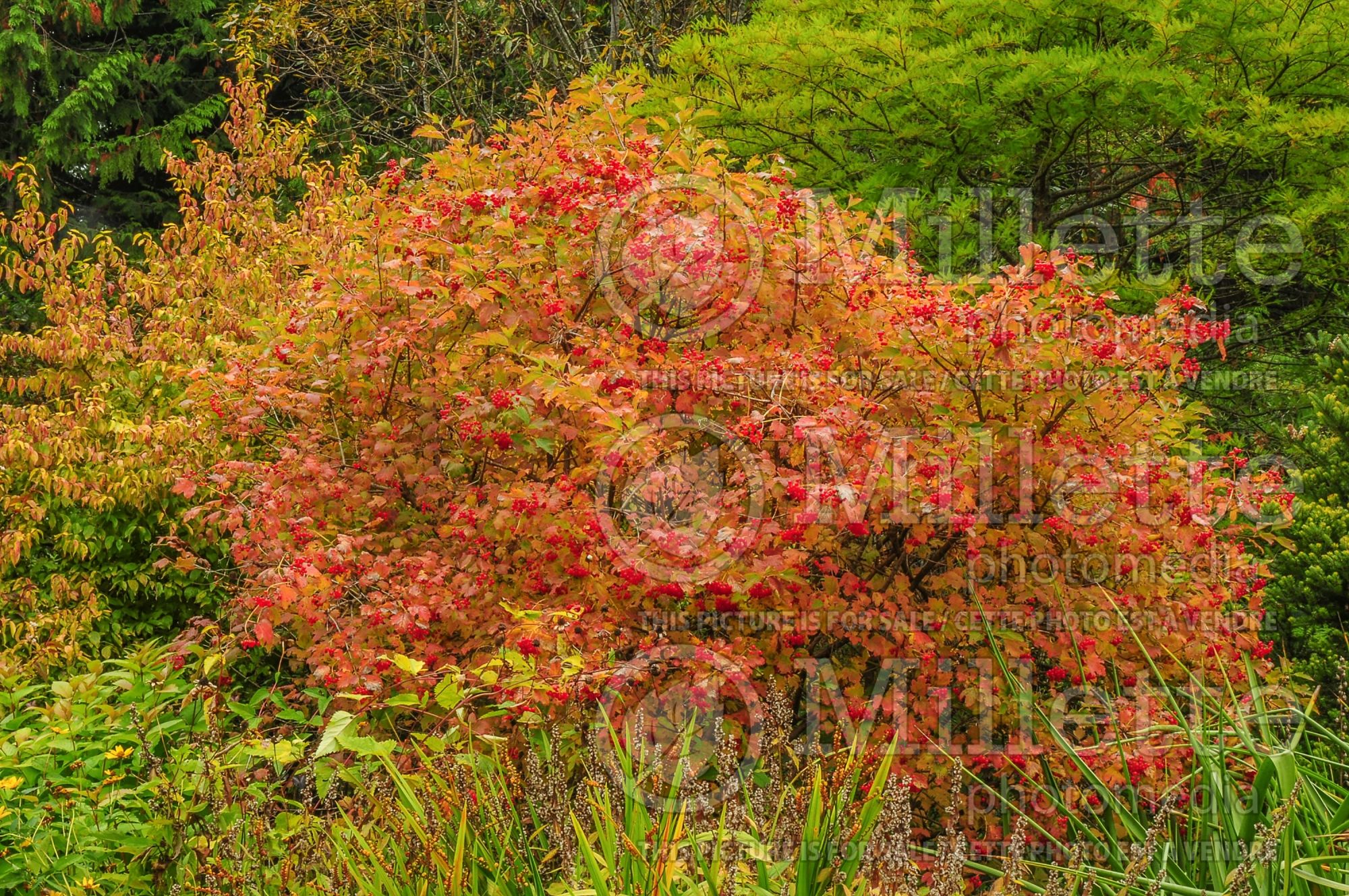 Viburnum Compactum (European Cranberry Bush Eastern Snowball) 9