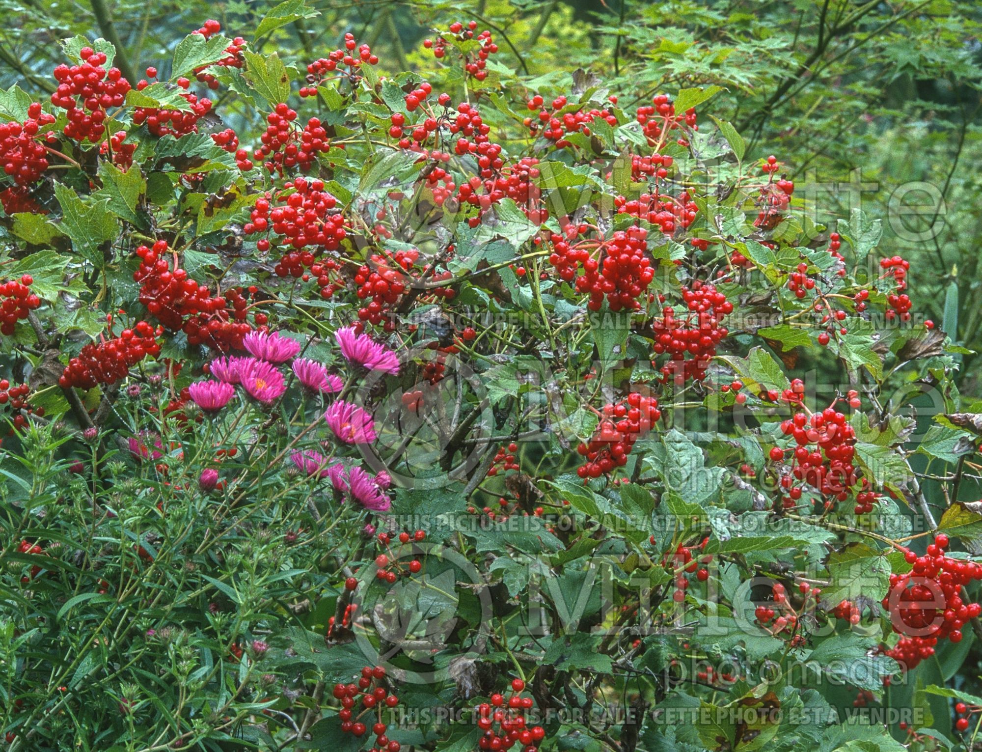 Viburnum Compactum (European Cranberry Bush Eastern Snowball) 11