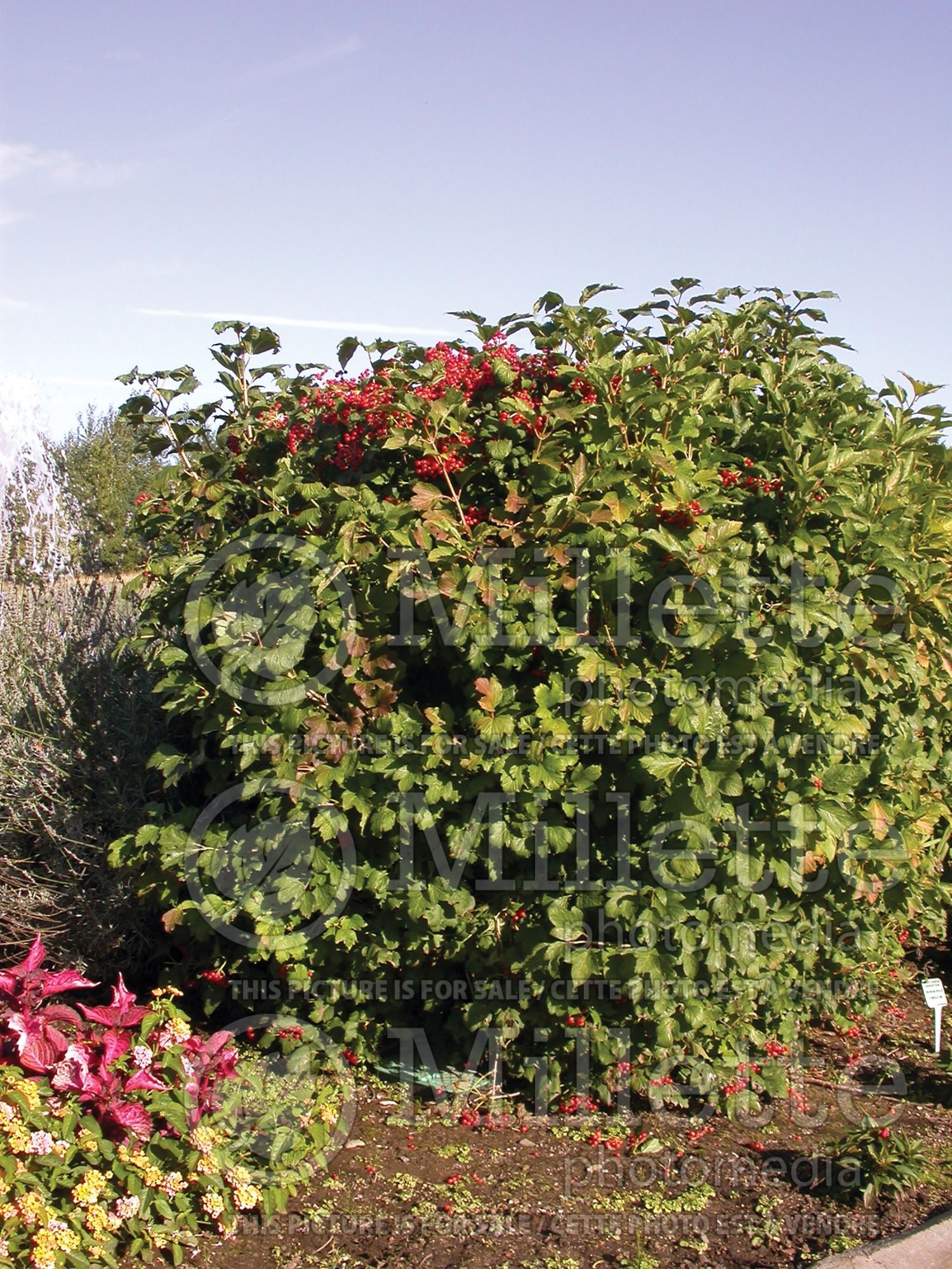 Viburnum Compactum (European Cranberry Bush Eastern Snowball) 6