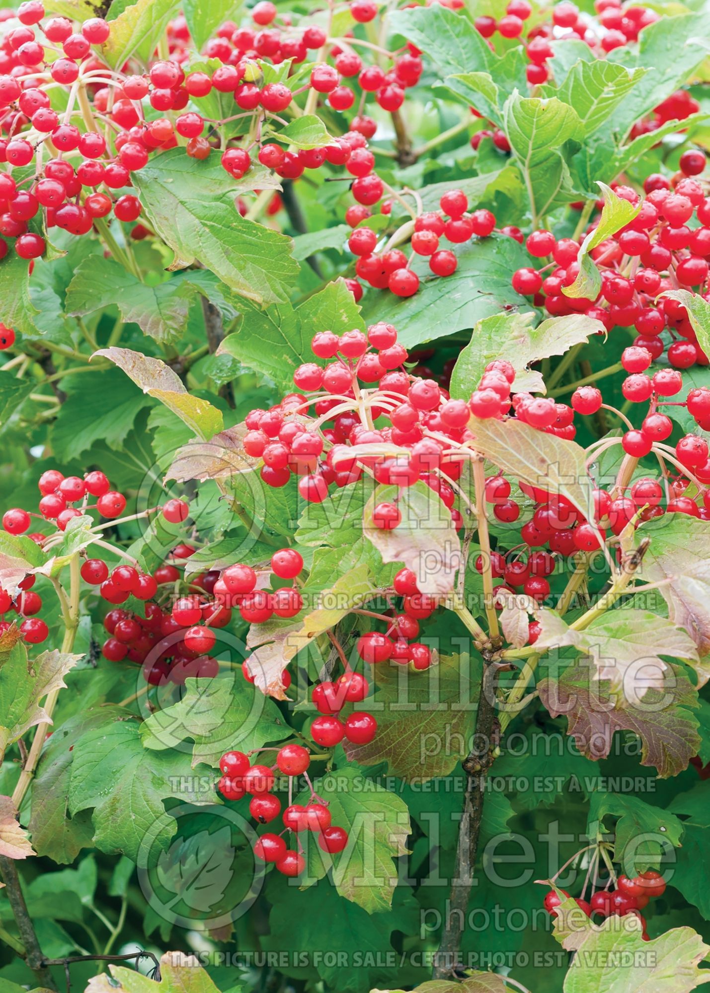 Viburnum Compactum (European Cranberry Bush Eastern Snowball) 8