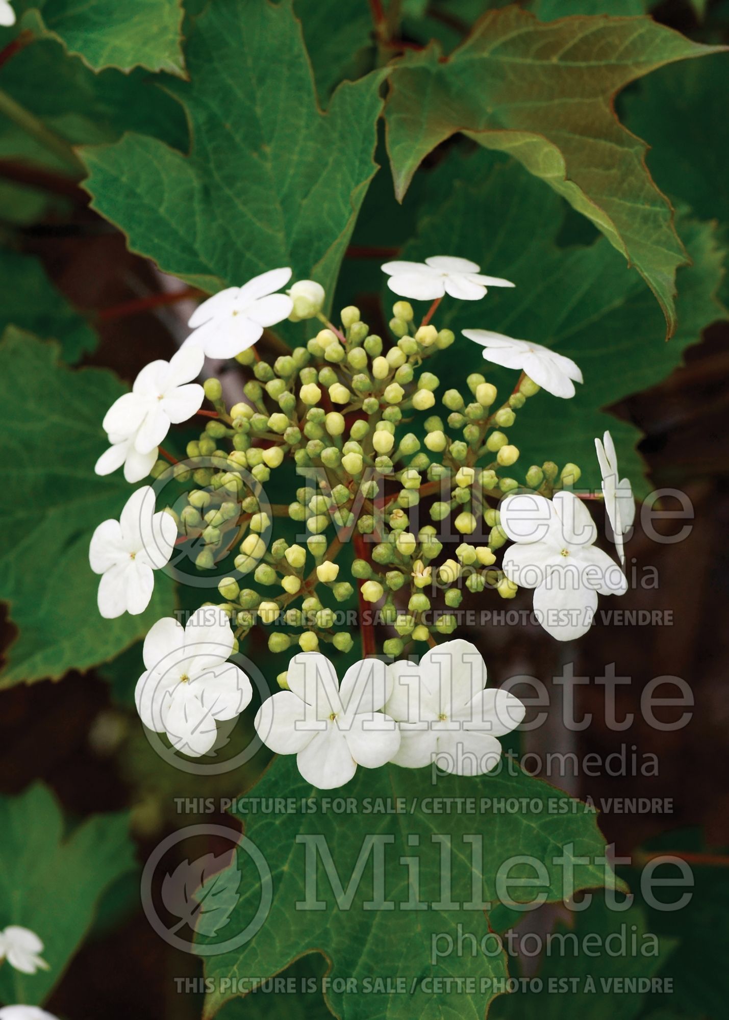 Viburnum Compactum (European Cranberry Bush Eastern Snowball) 5