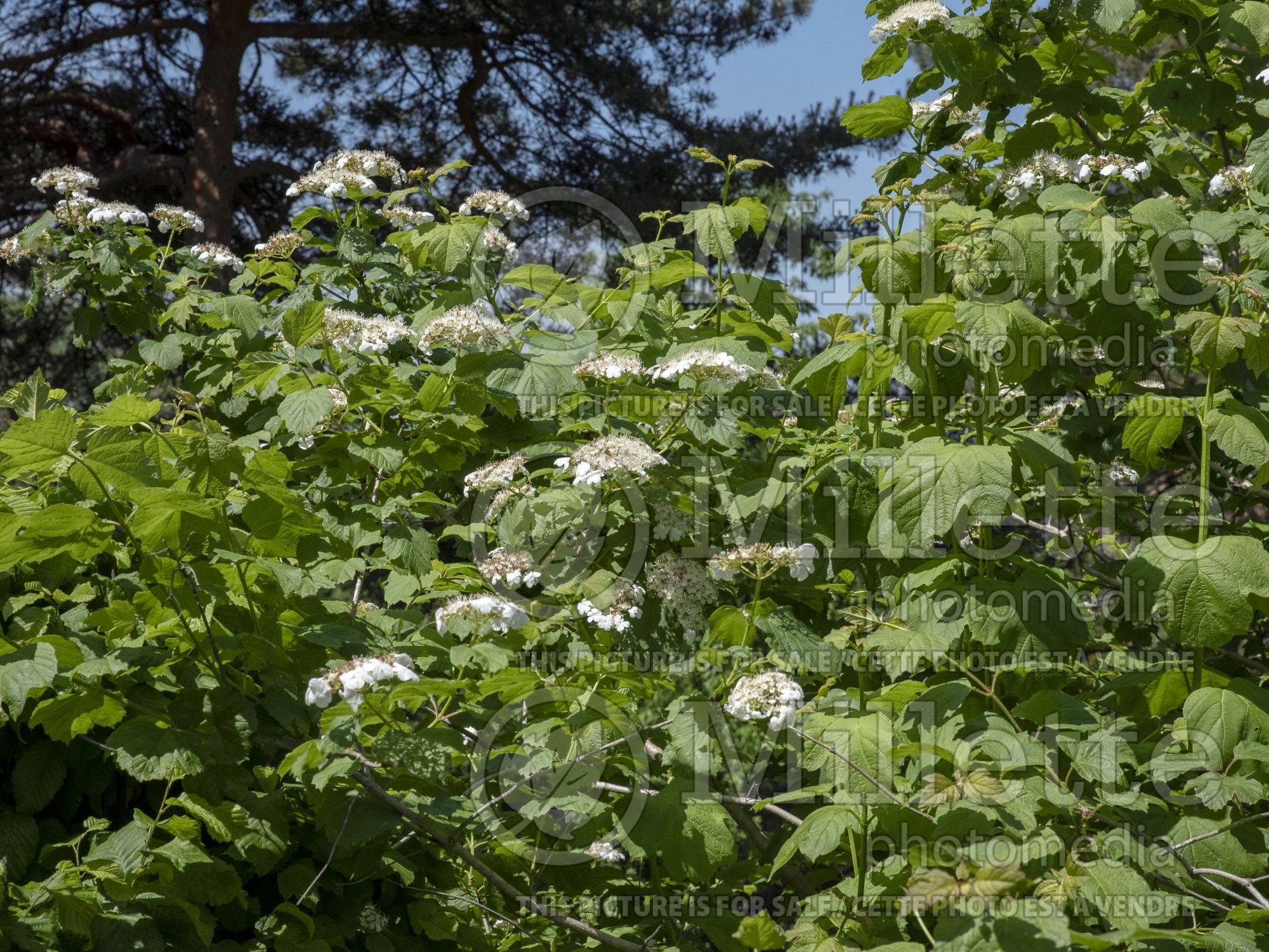 Viburnum Xanthocarpum (European Cranberry Bush Eastern Snowball) 2