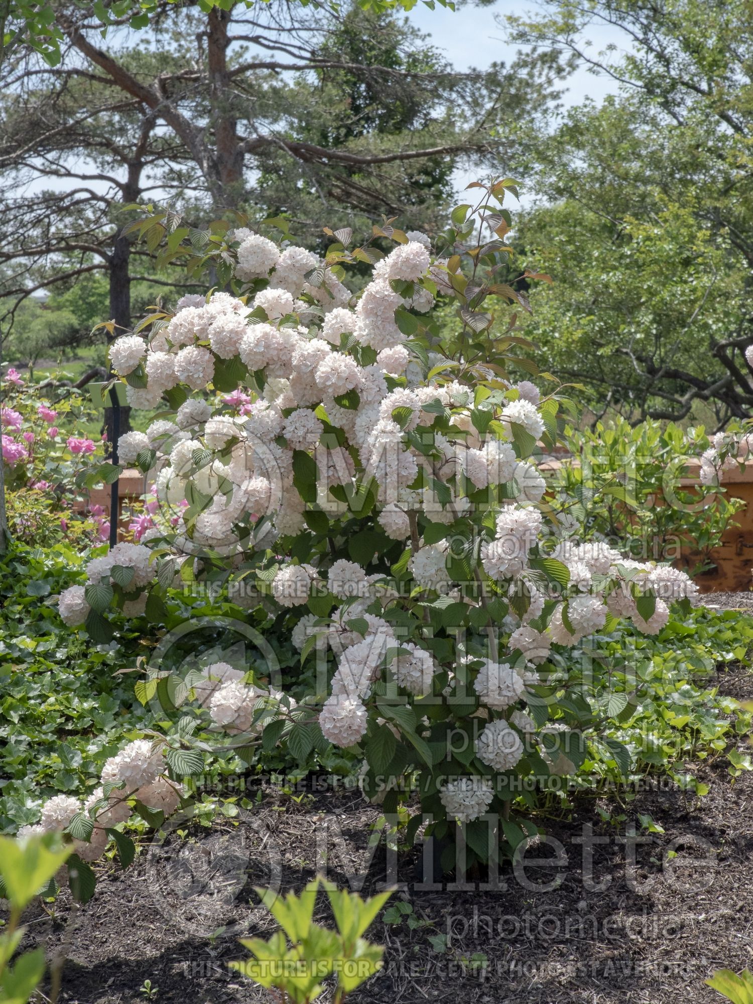 Viburnum Kern's Pink (Snowball) 2