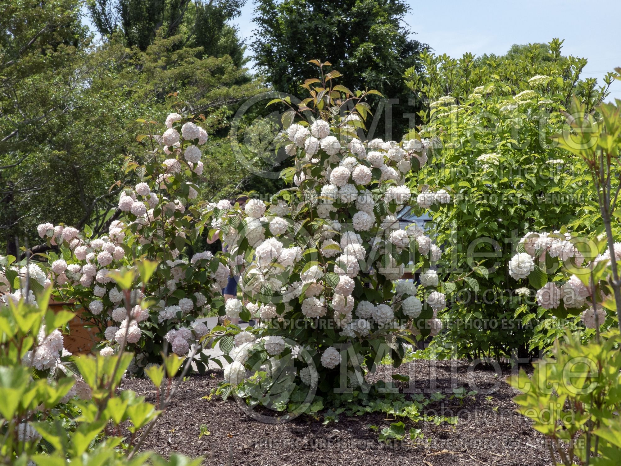 Viburnum Kern's Pink (Snowball) 3
