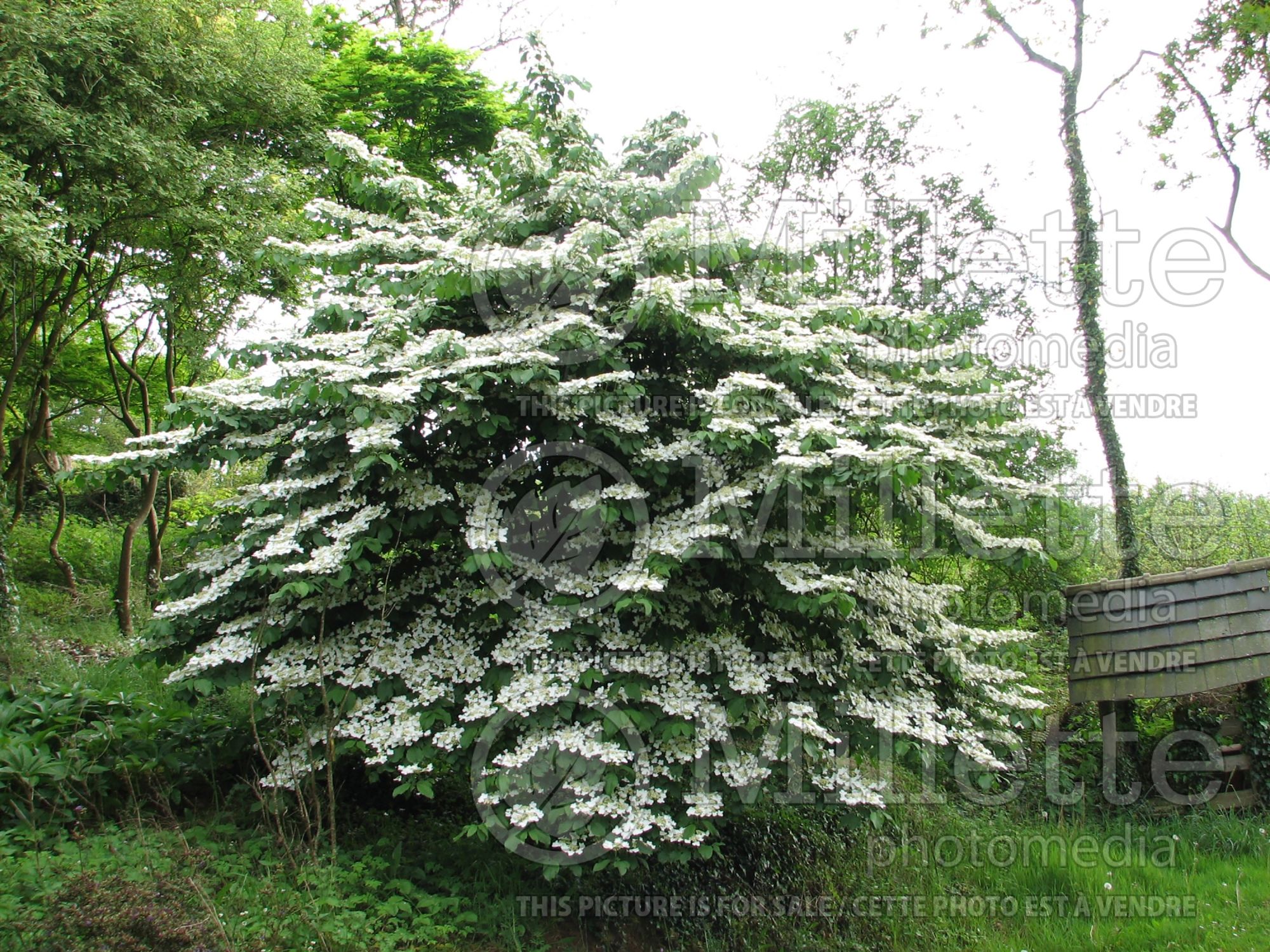Viburnum Mariesii (Cranberry) 7