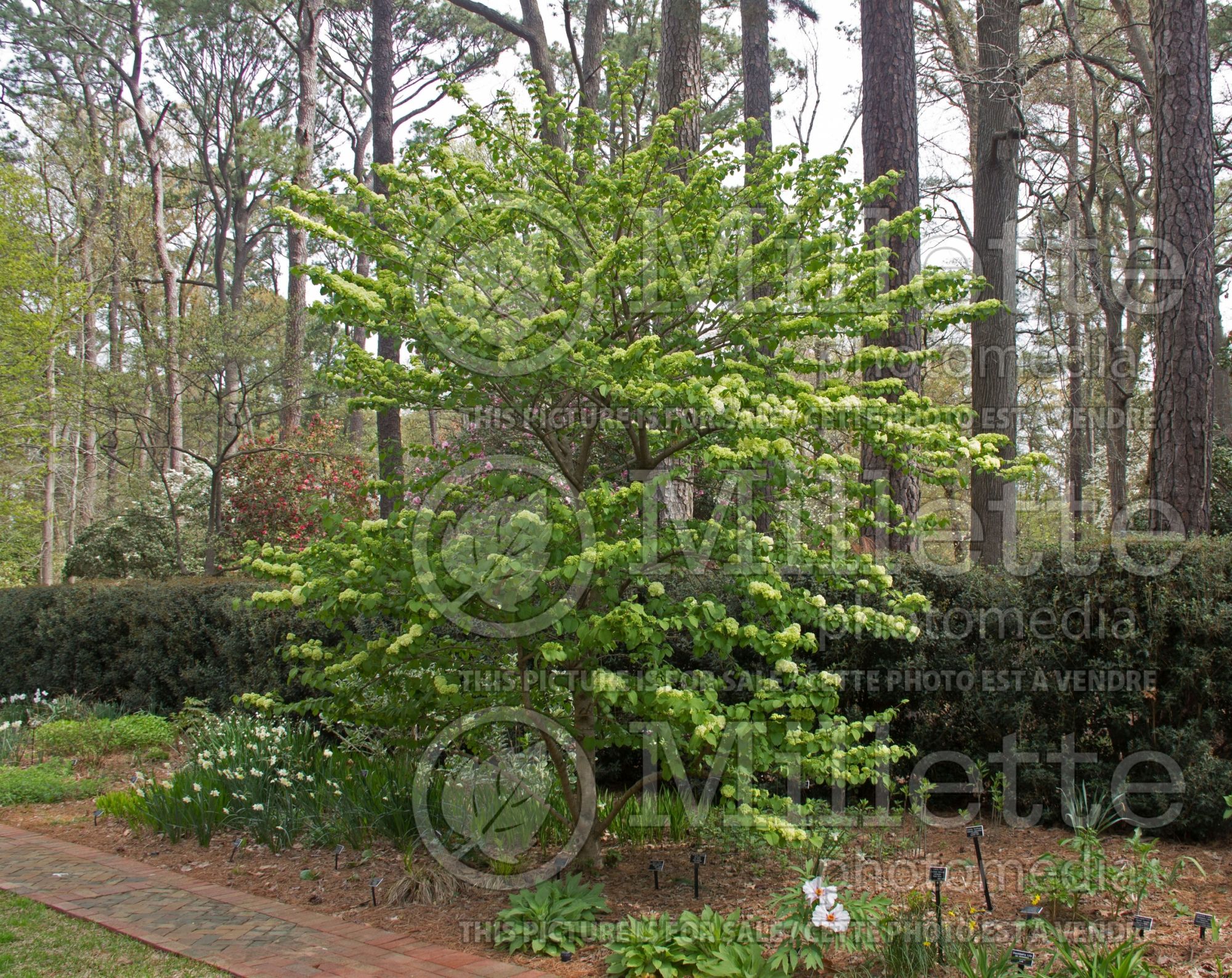 Viburnum Popcorn (Japanese Snowbell) 3