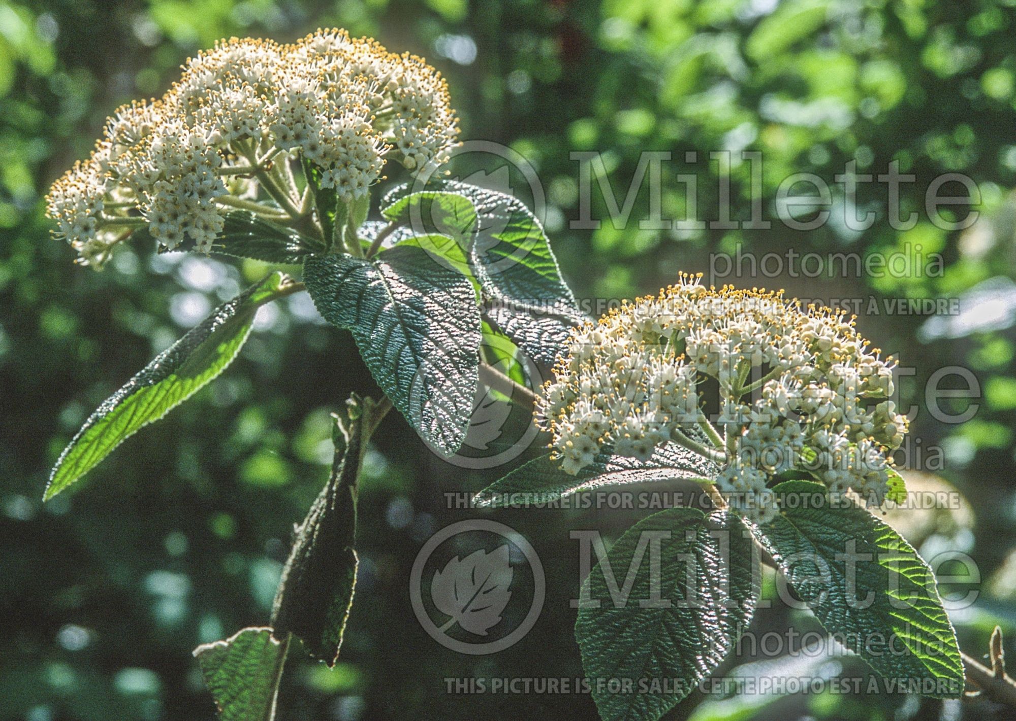 Viburnum Alleghany (Lantanaphyllum viburnum) 3