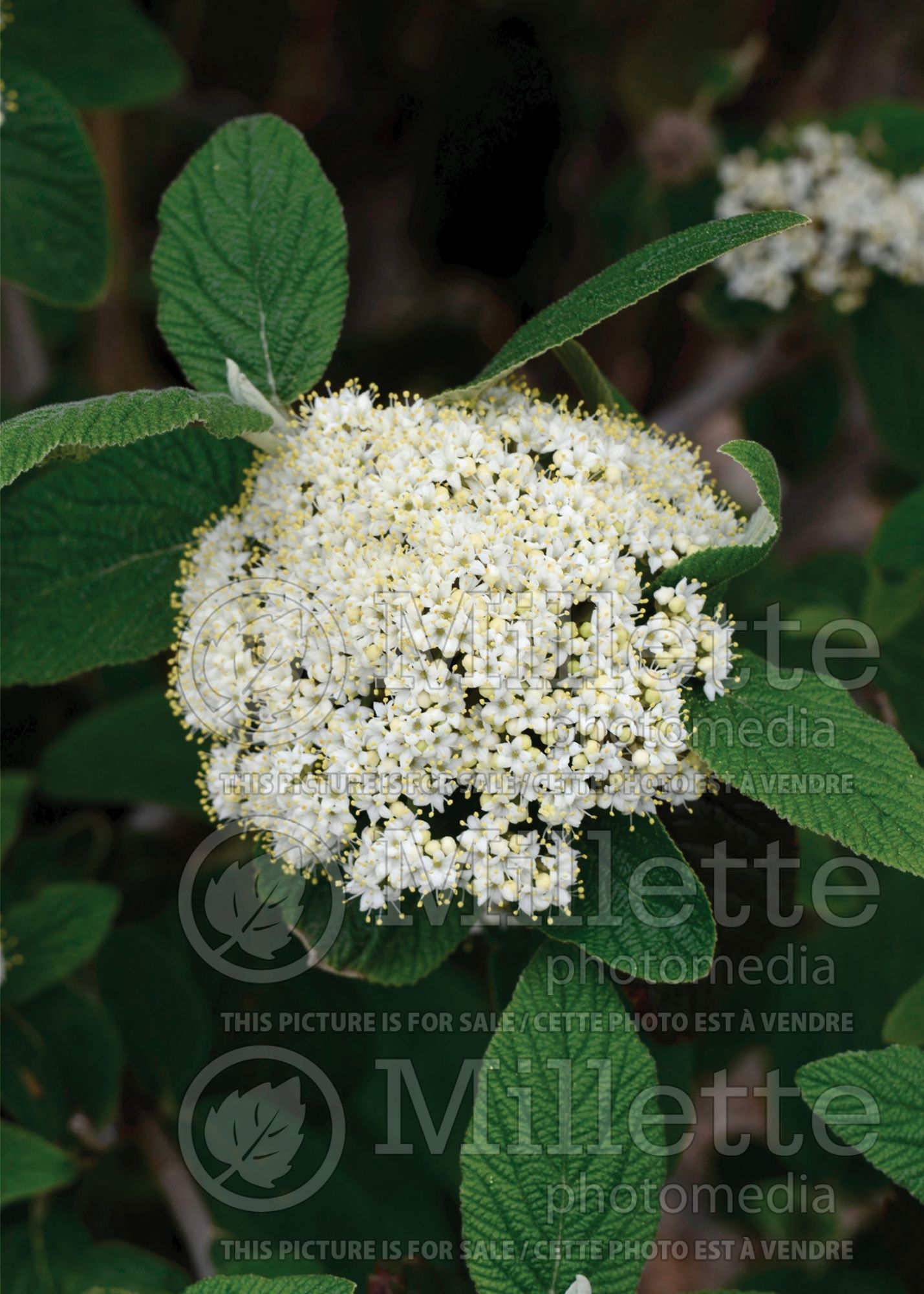 Viburnum Alleghany (Lantanaphyllum viburnum) 4