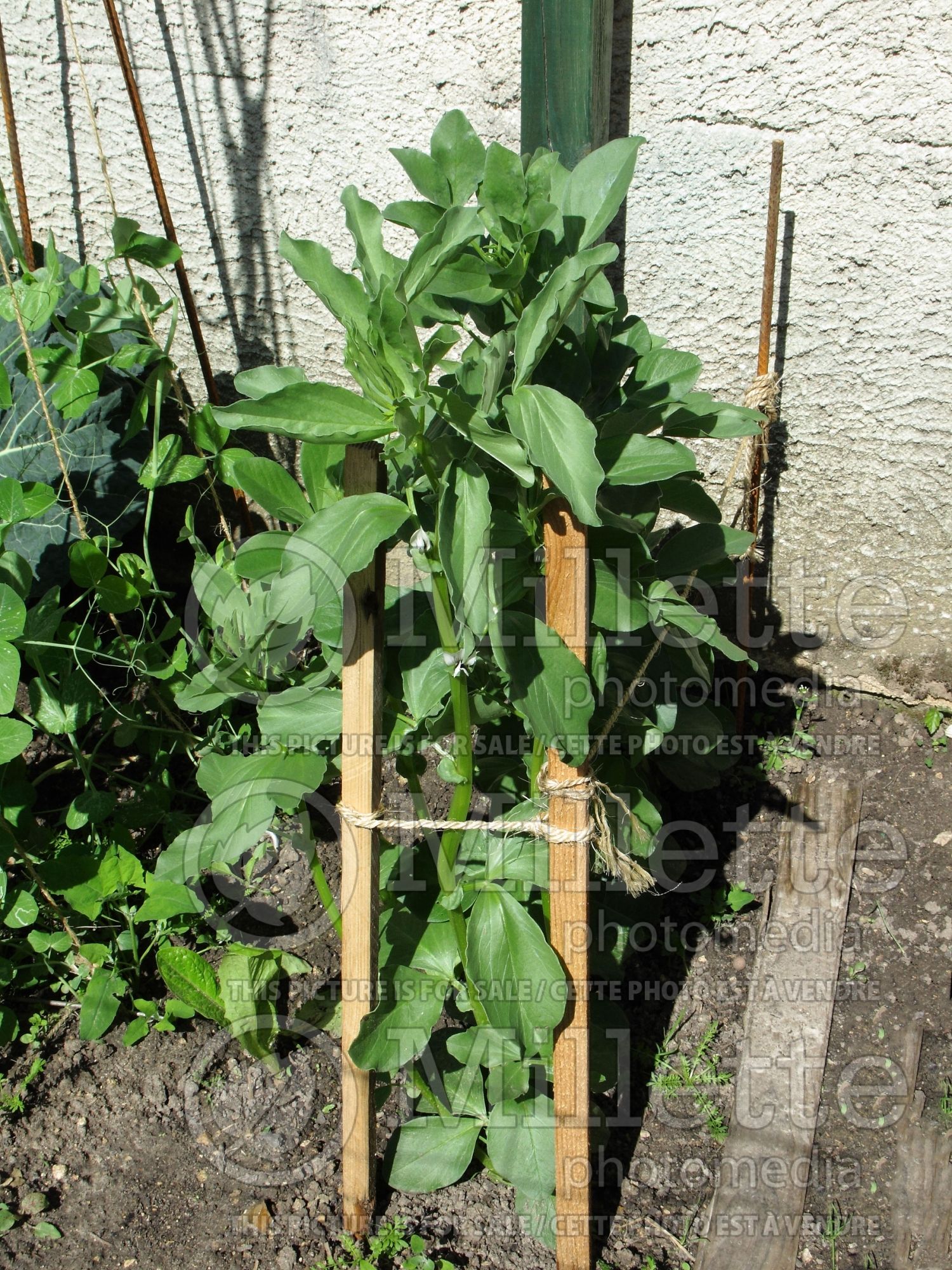 Vicia Aquadulce (Sweet pea vegetable) 1