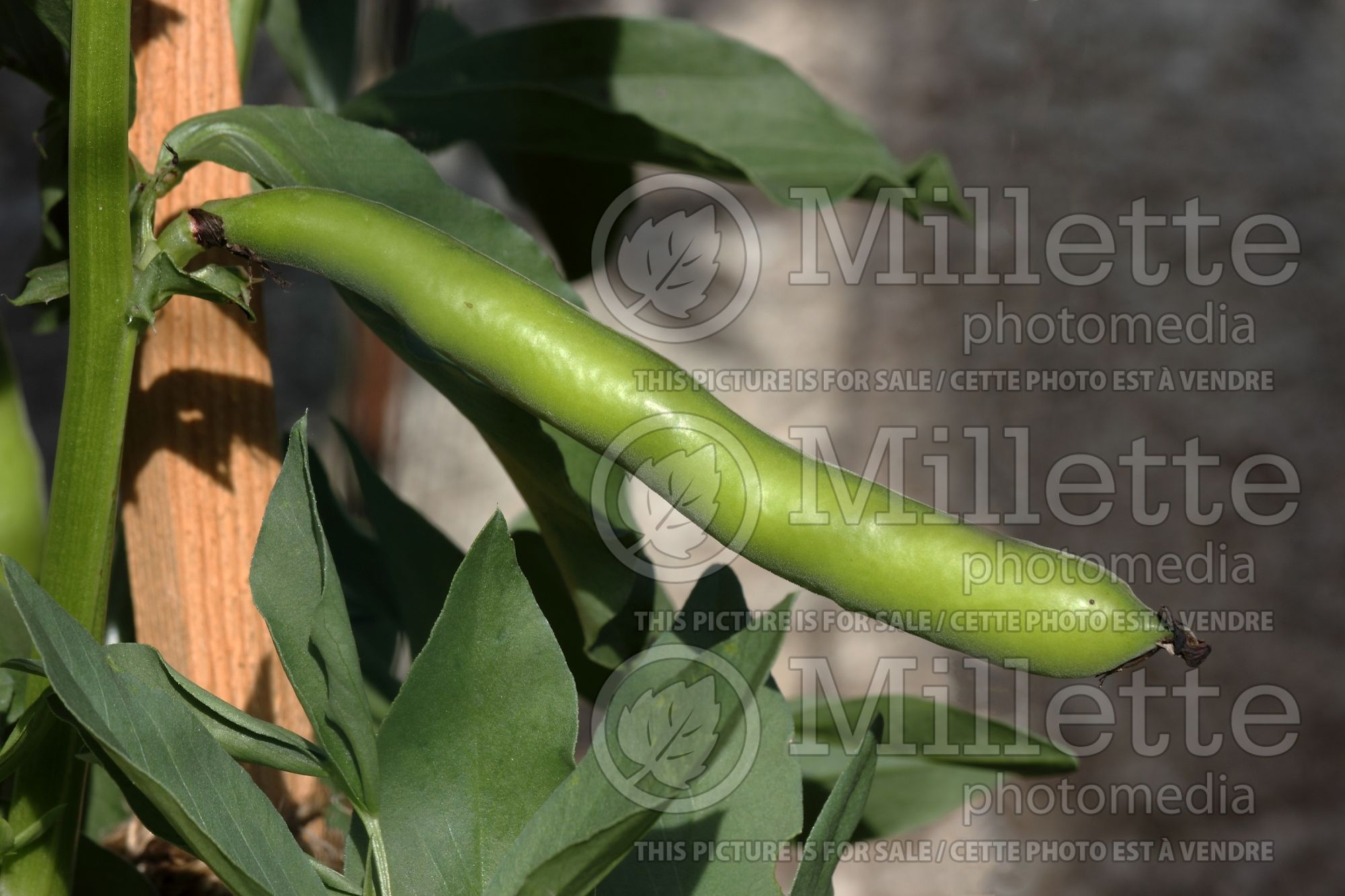Vicia Aquadulce (Sweet pea vegetable) 2