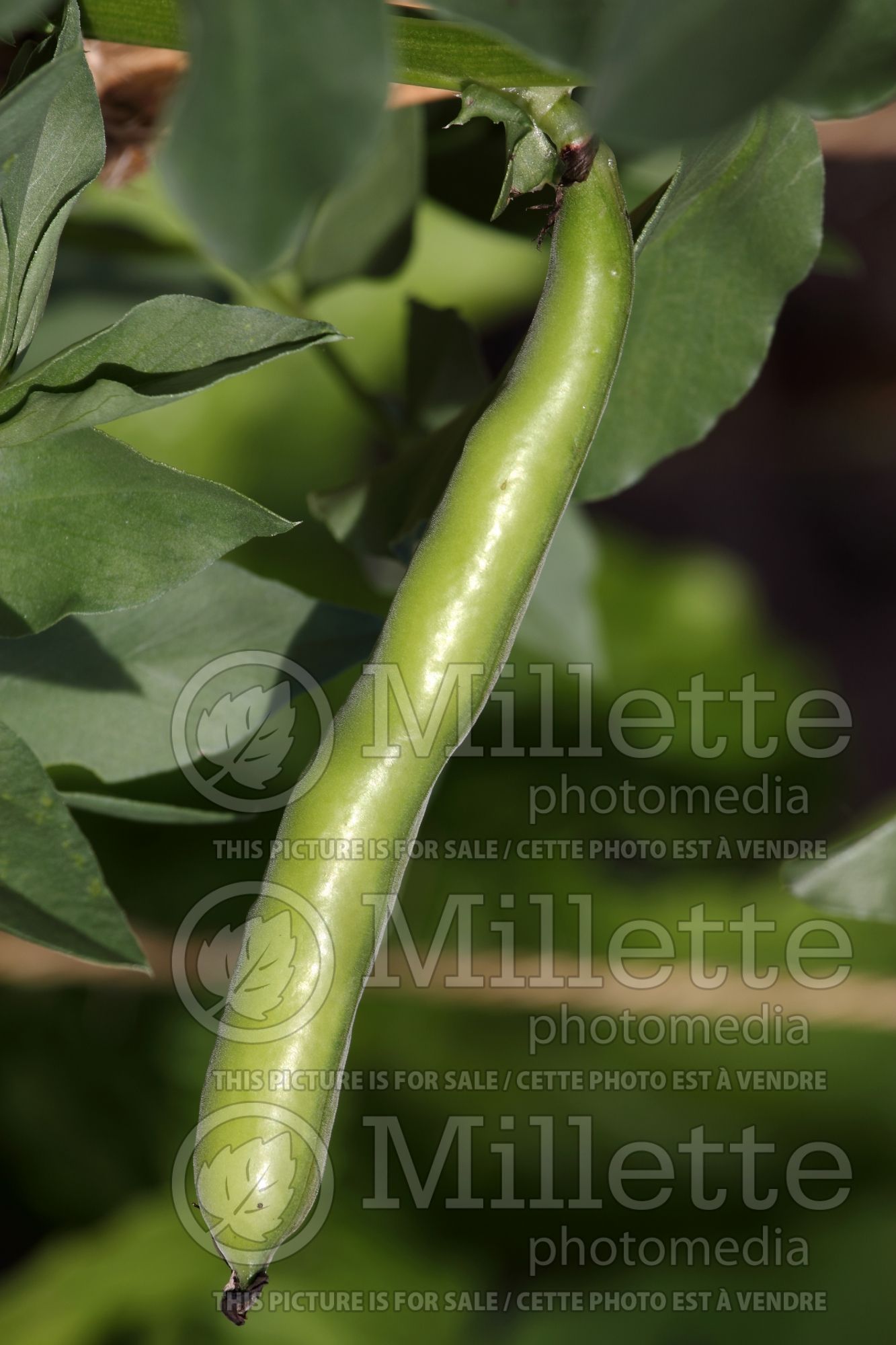 Vicia Aquadulce (Sweet pea vegetable) 3
