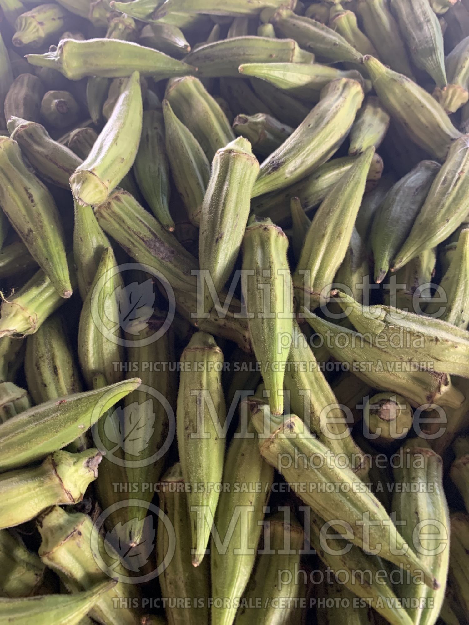 Vicia faba (Fava beans vegetable) 1