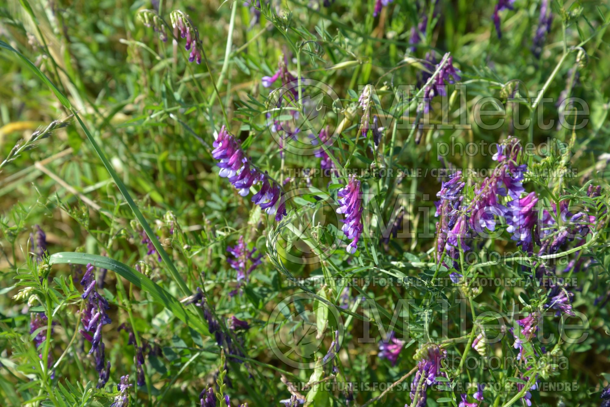 Vicia villosa (Hairy vetch) 2