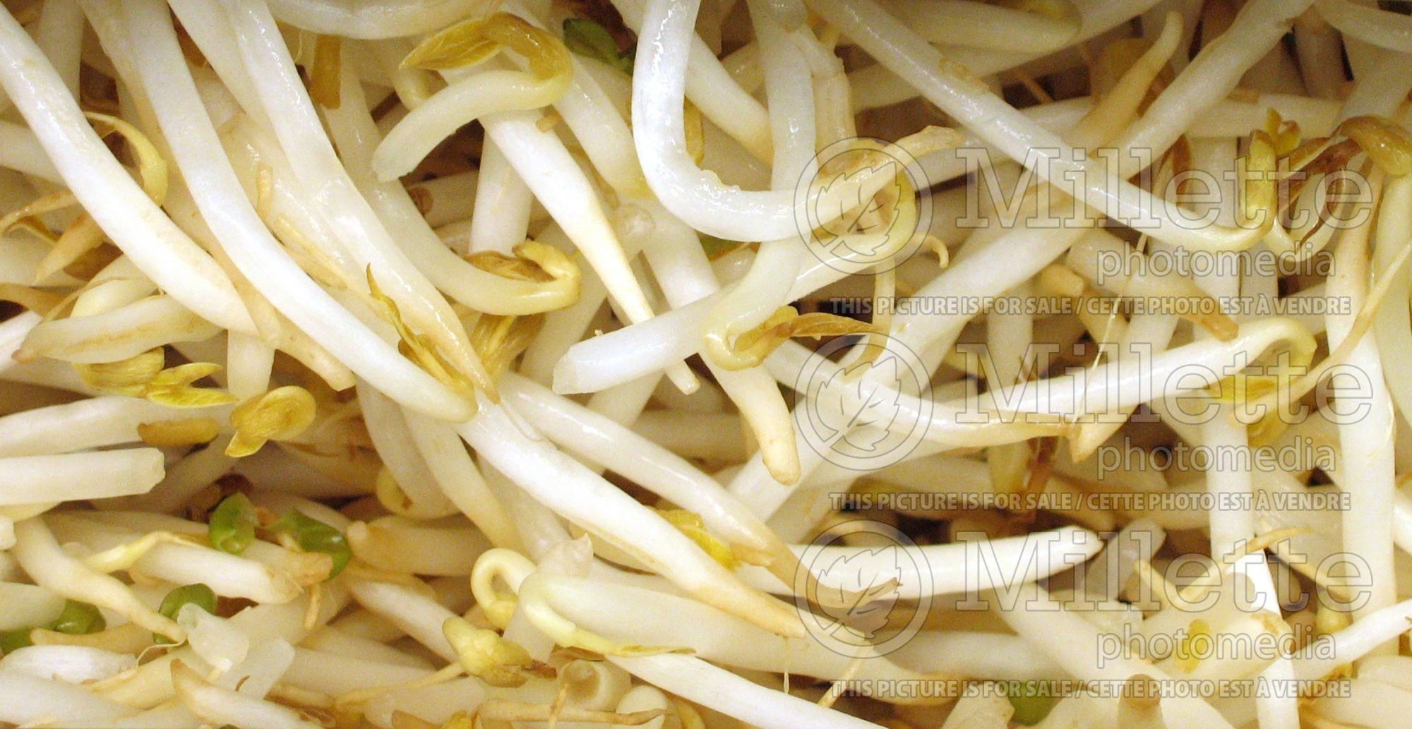 Vigna radiata (mung bean - Bean sprouts) 1